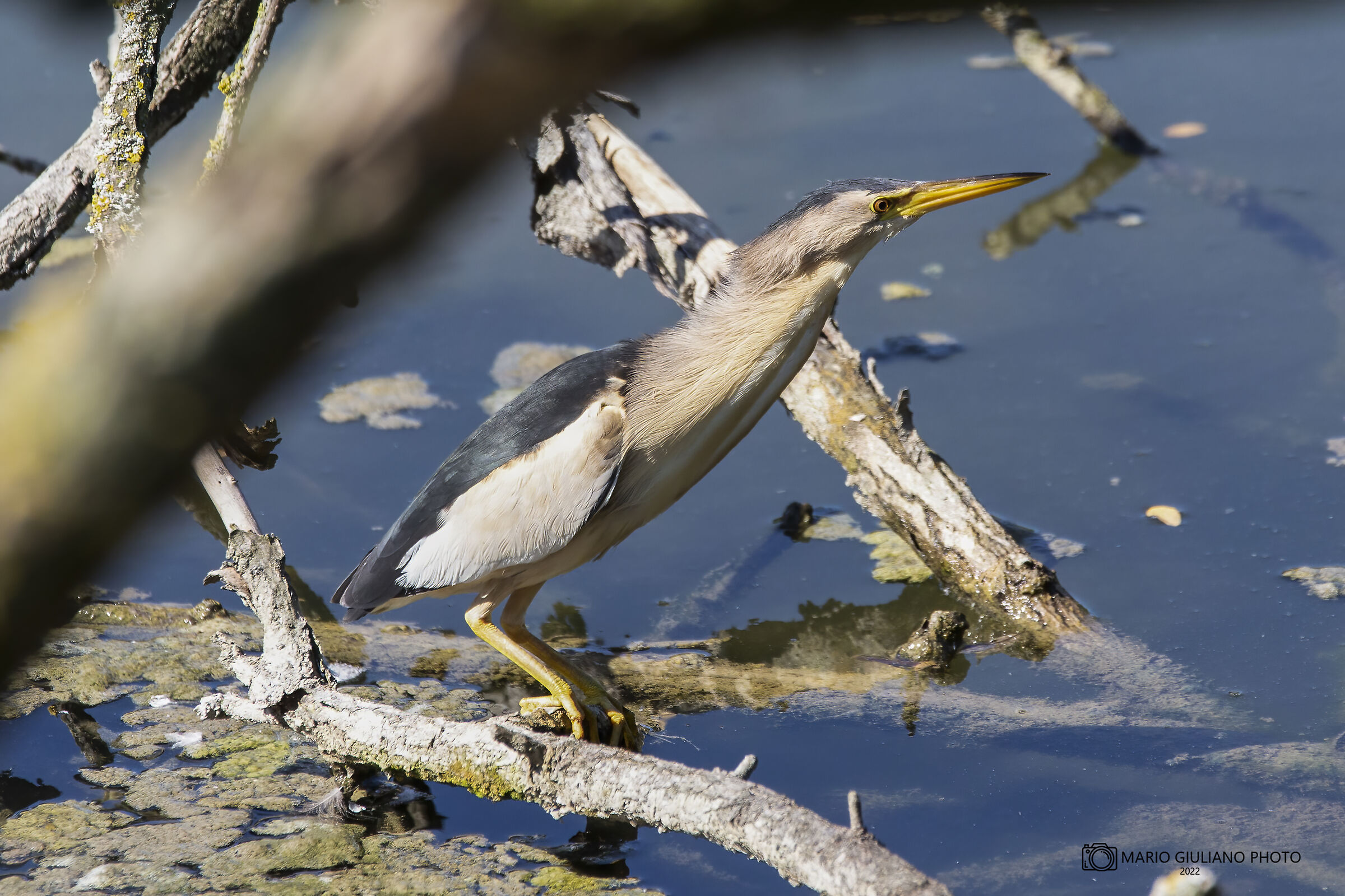 Little bittern