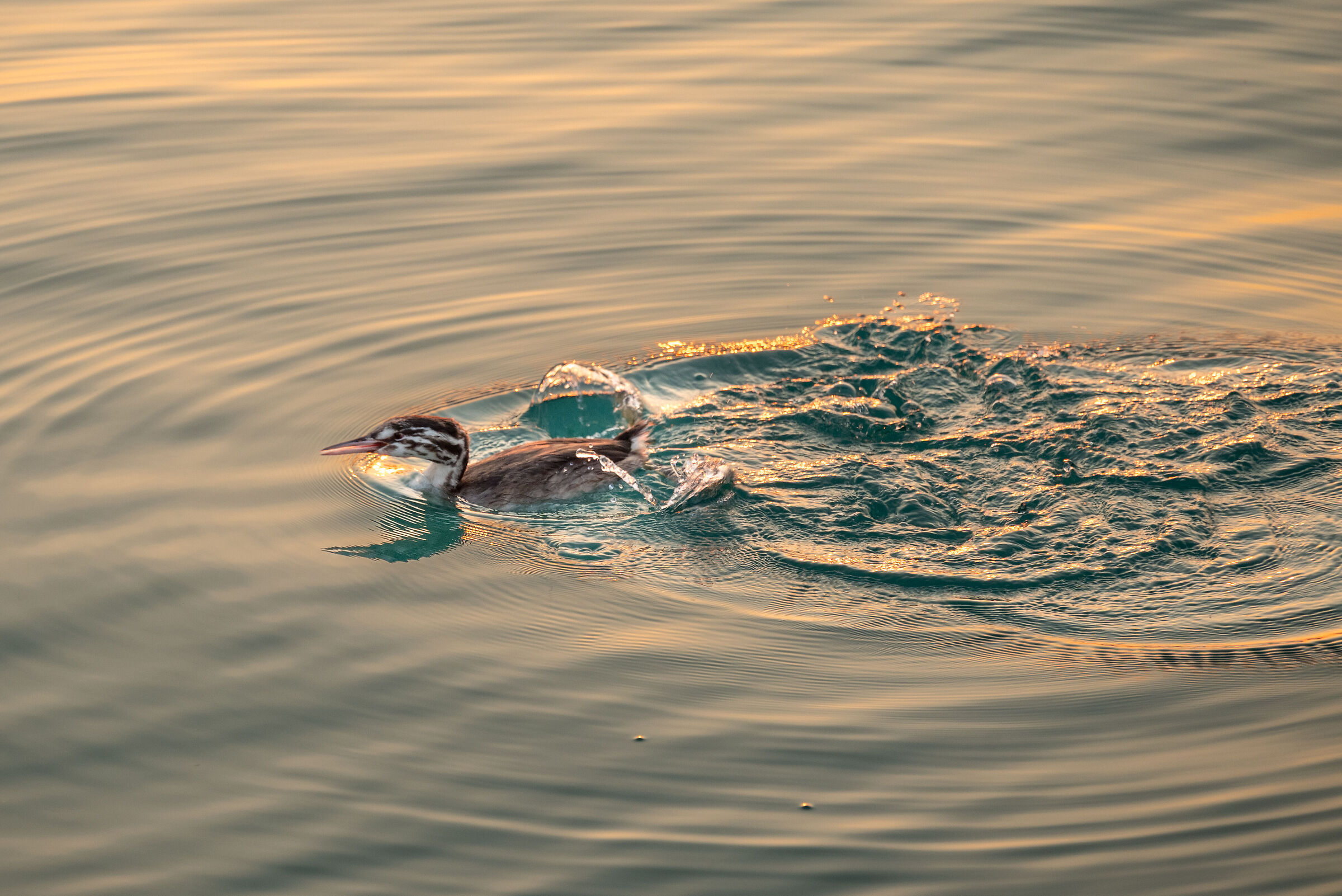At the lake, at sunset ..