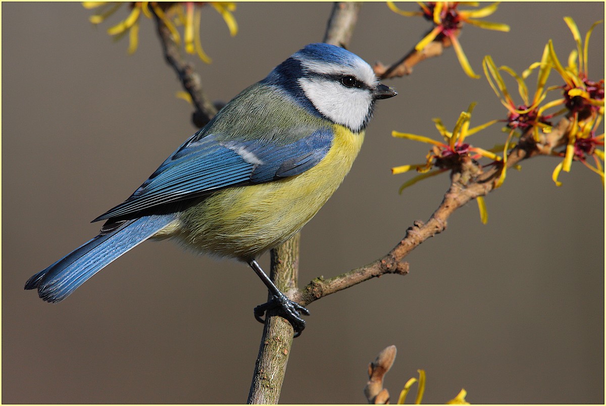 ,,cinciarella,,primi sintomi di primavera,,,,