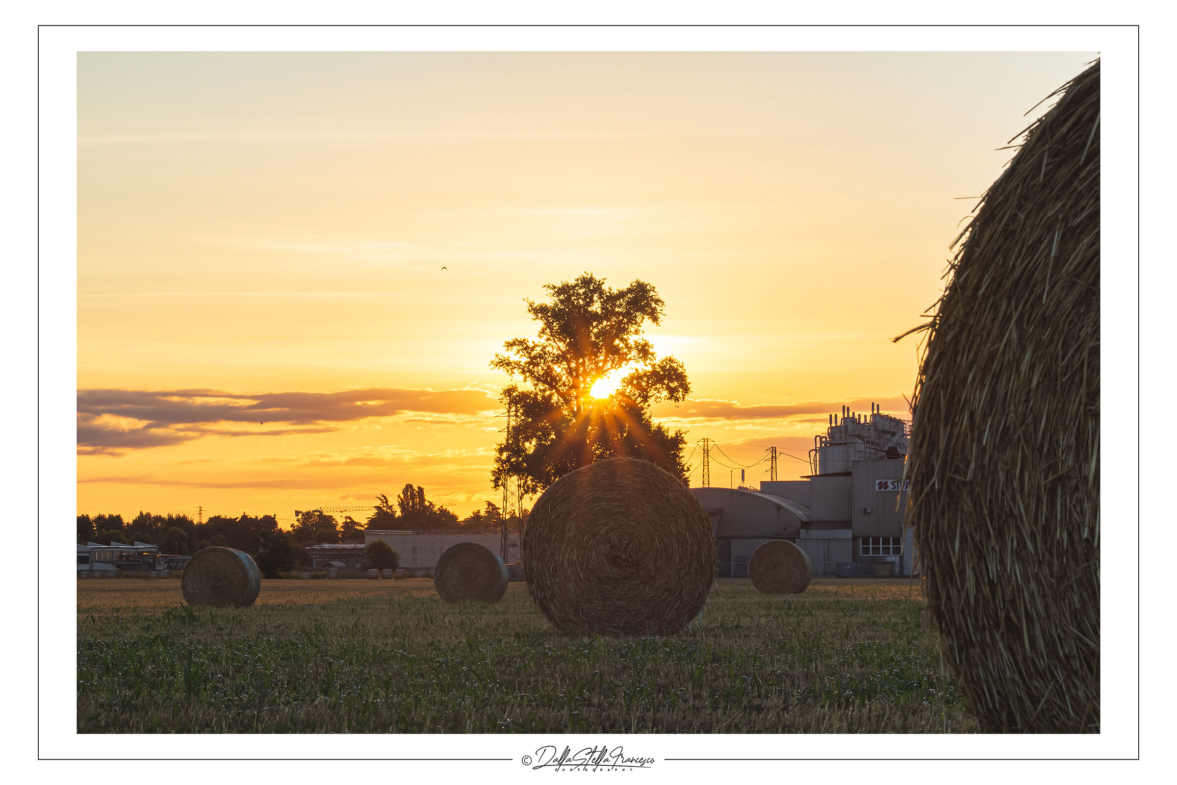 Among the bales