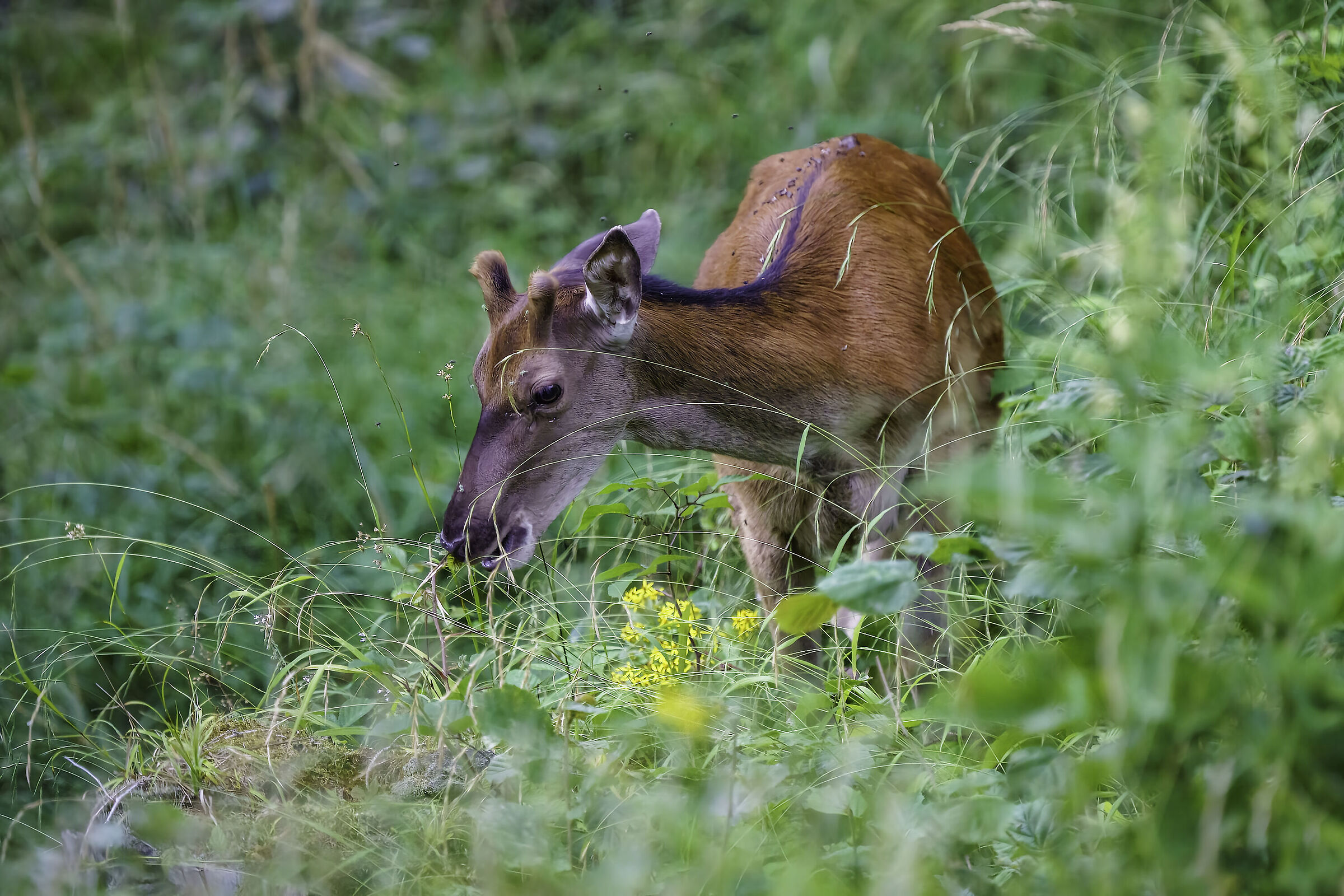 Giovane cervo , disturbato dalle mosche