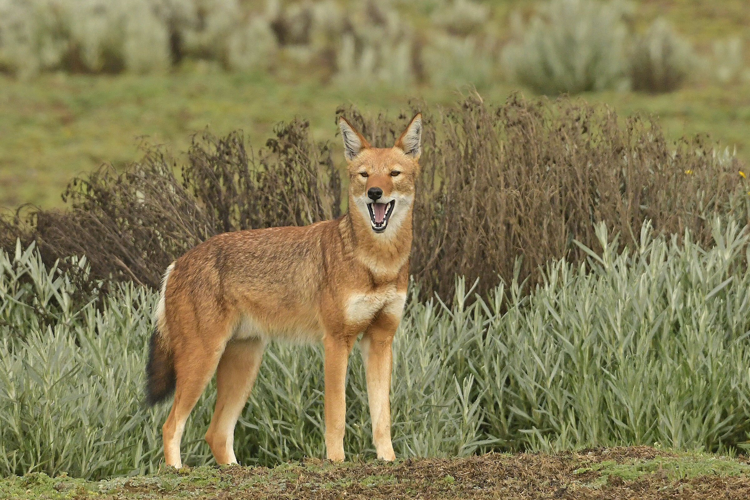 Ethiopian wolf