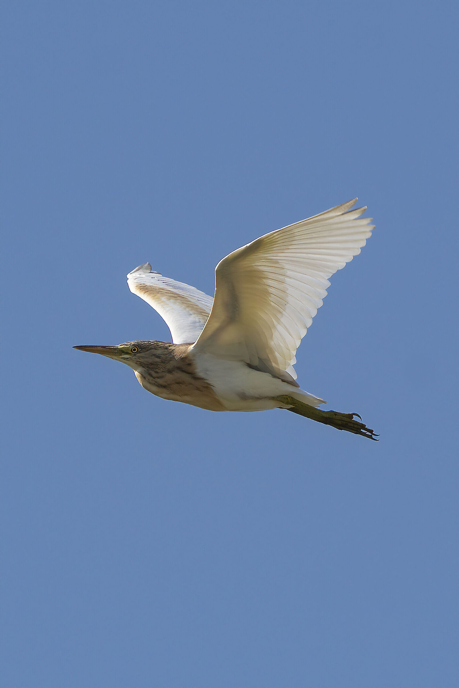 Fogolana - Sgazza Ciuffetto