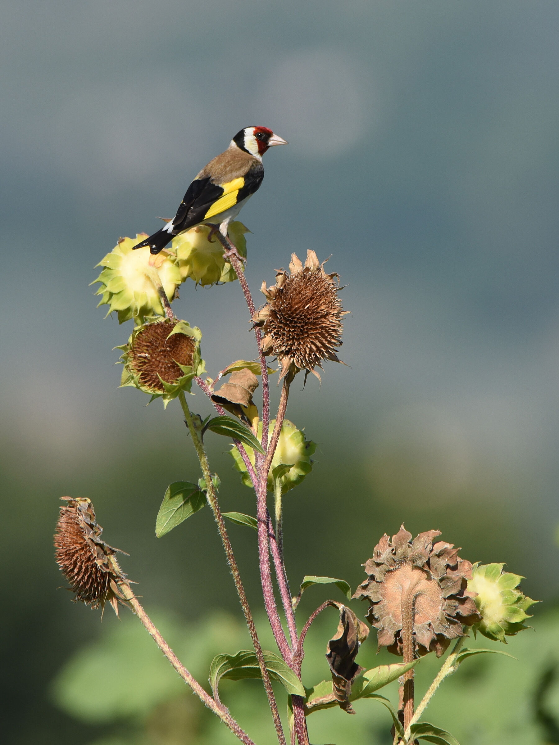 Goldfinch