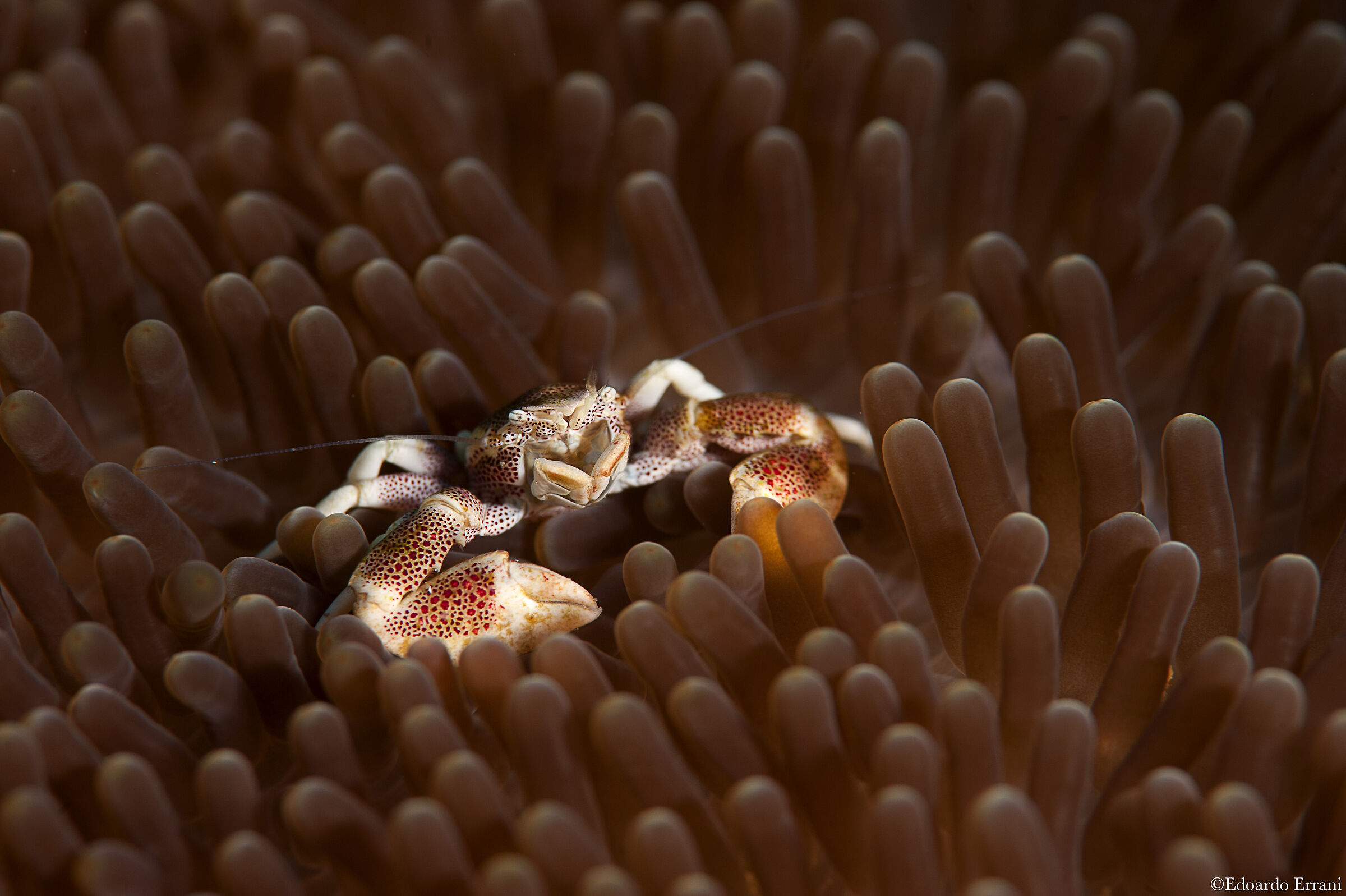 Porcelain crab