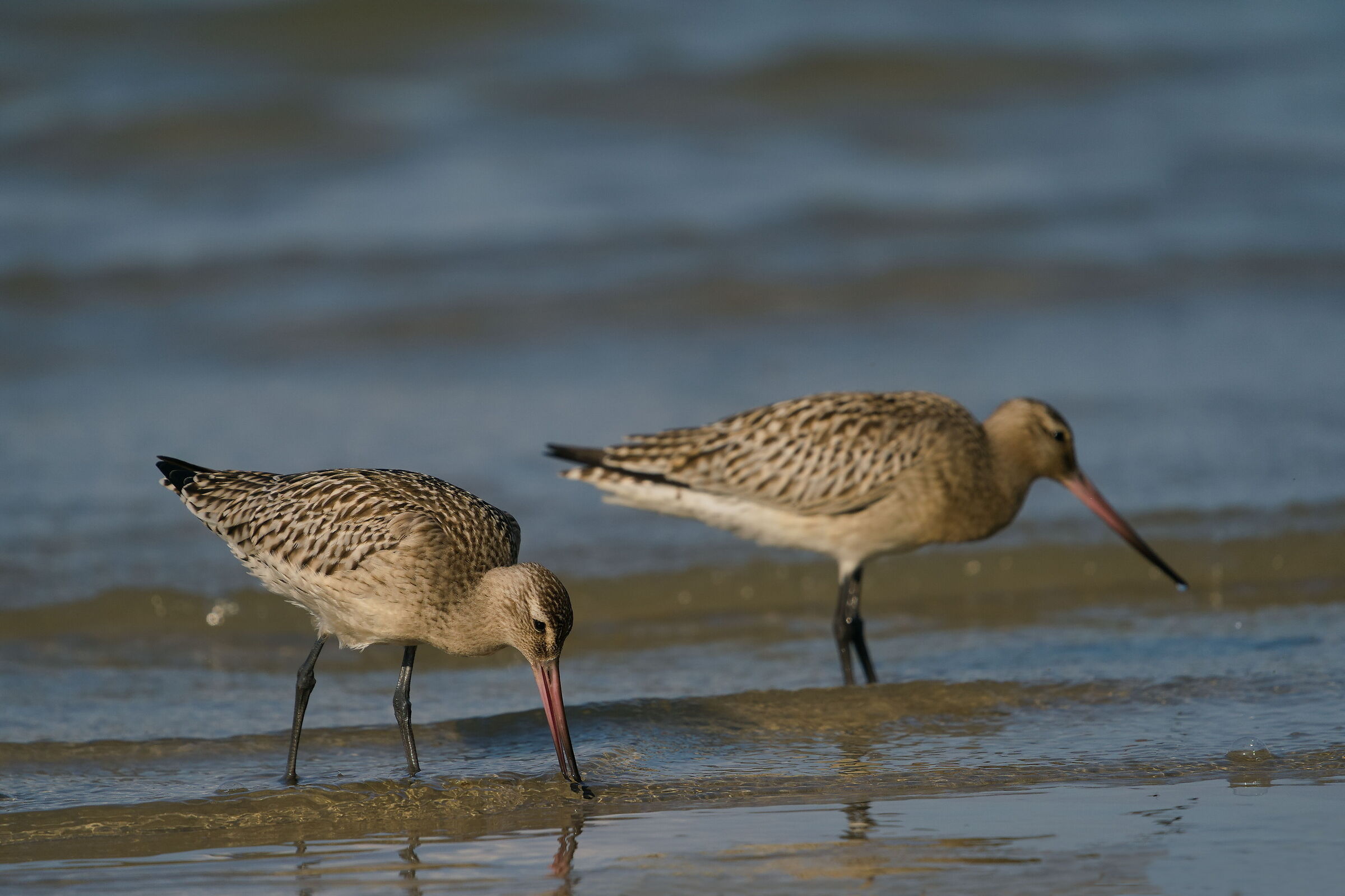 Bar-tailed godwit