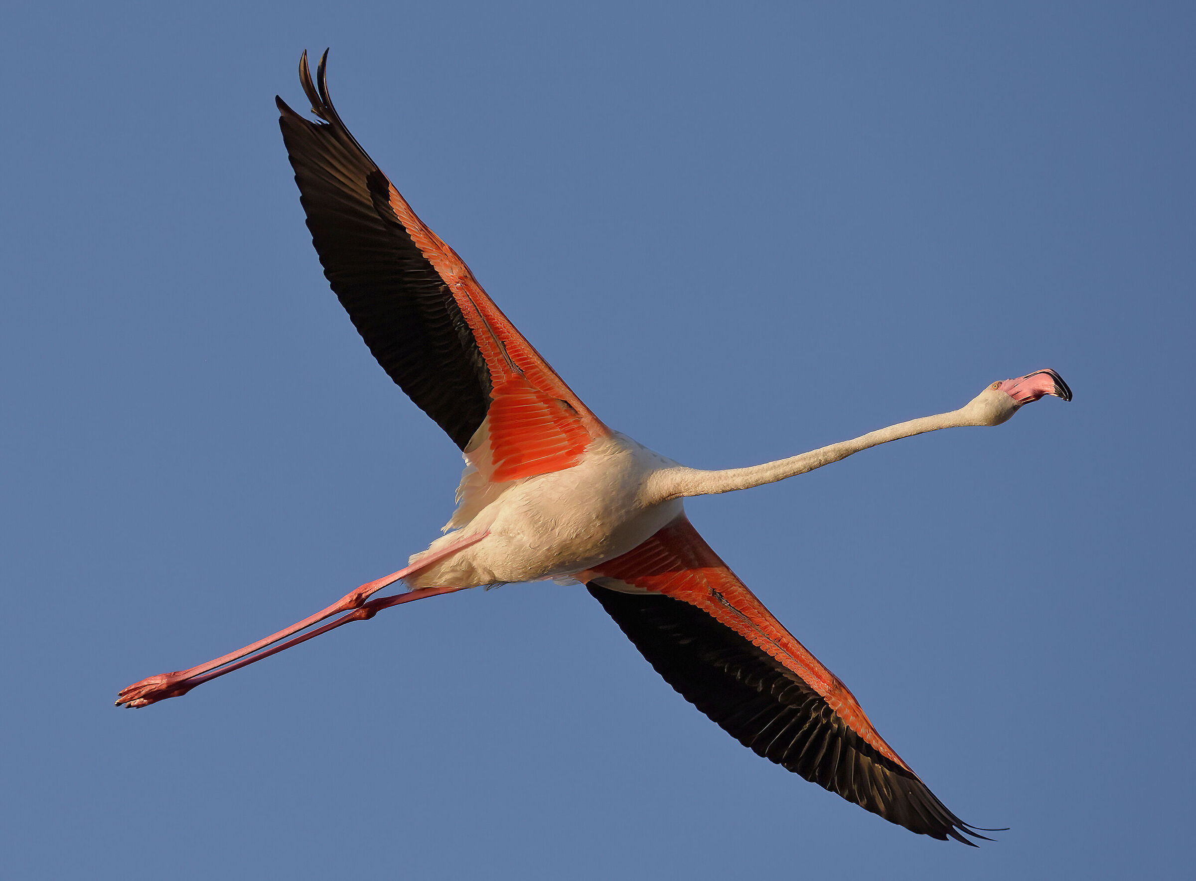 Flamingo