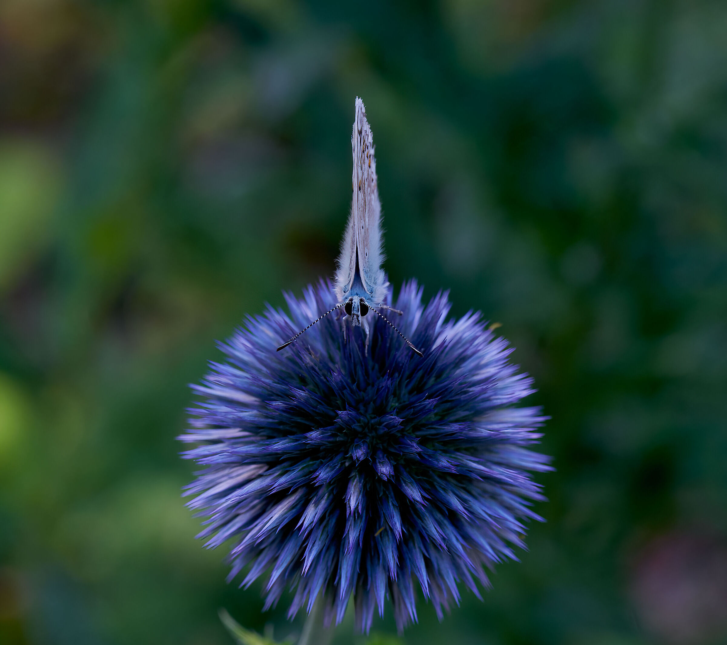 giardino esperia 2022