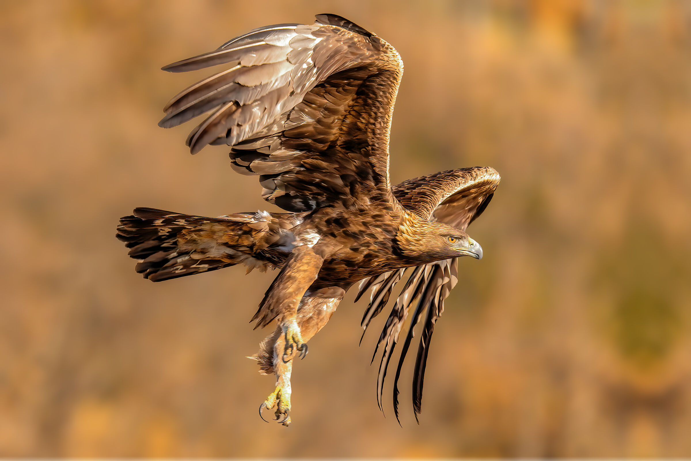 Golden eagle