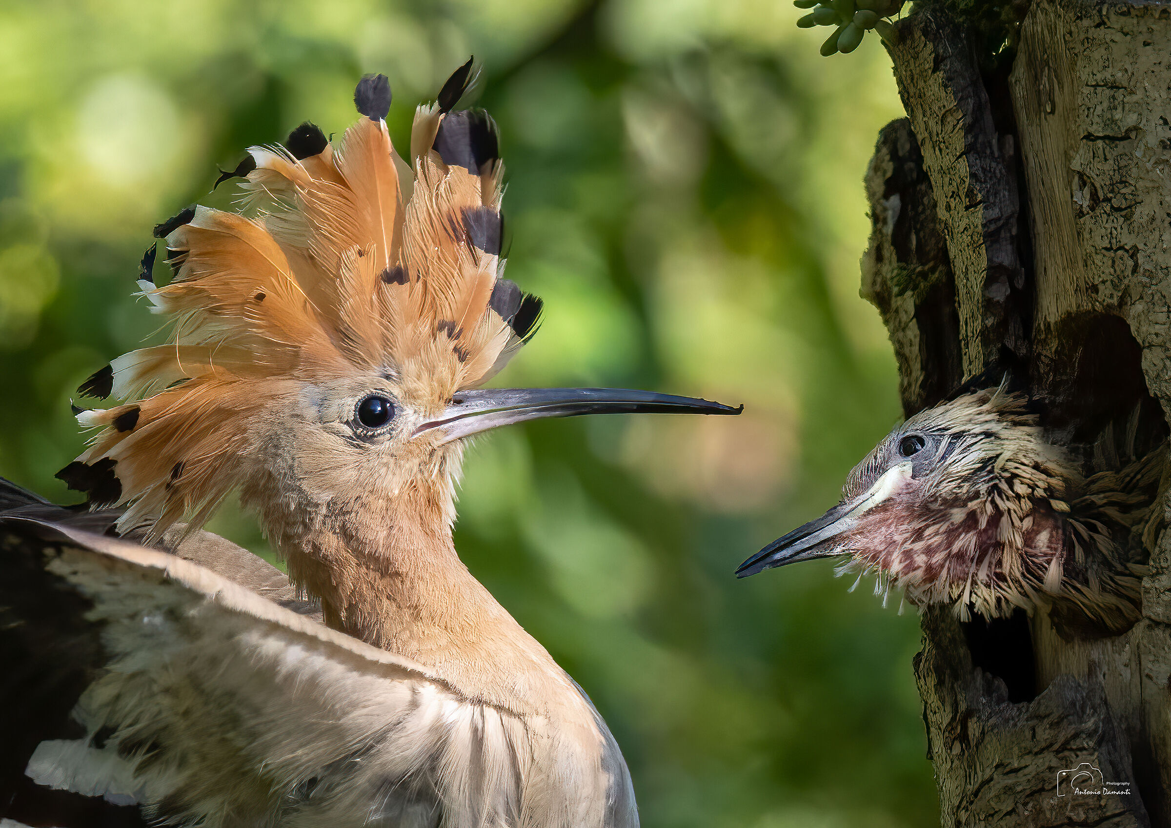 Hoopoe and small (5)