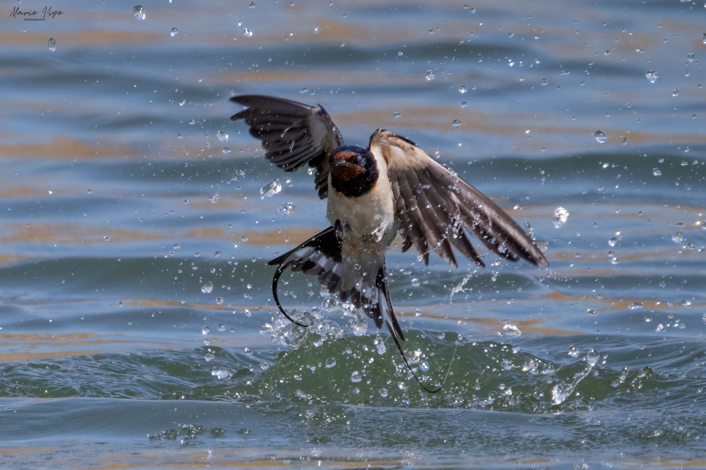 Il tuffo della rondine