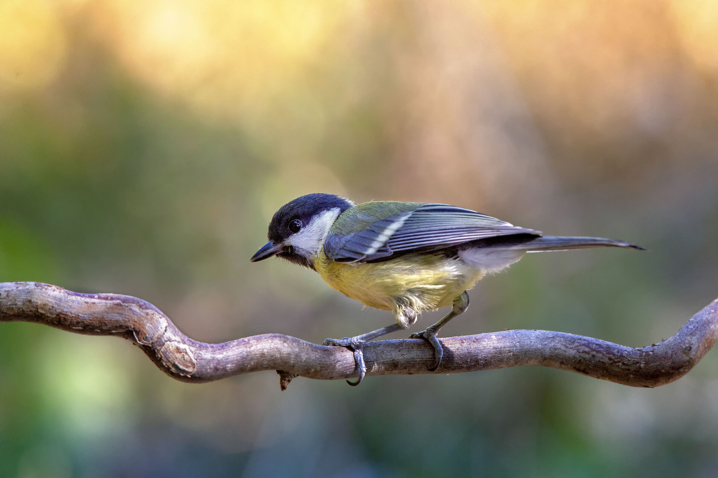 Giovane cinciallegra