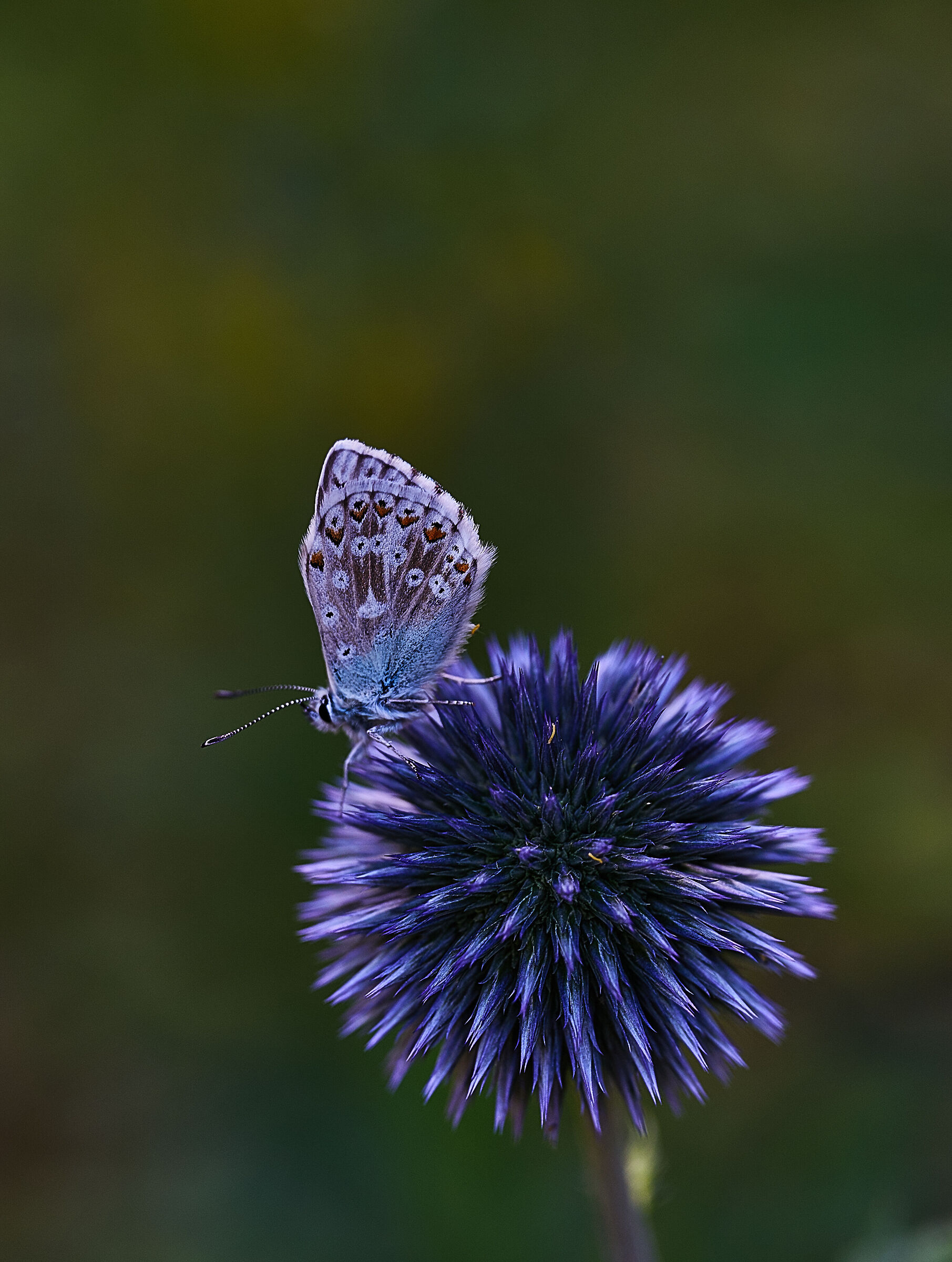 giardino esperia 2022