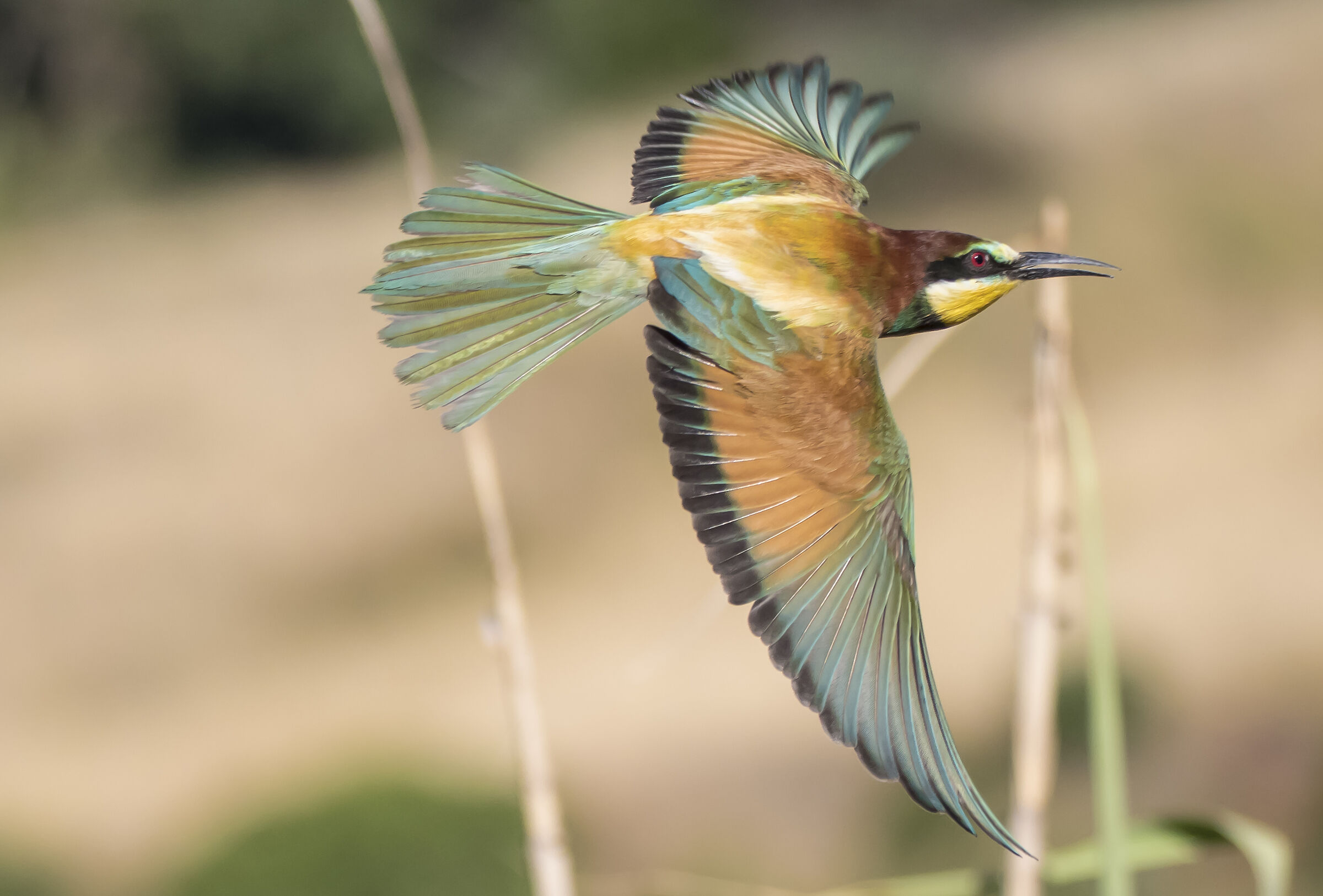 Bee-eater flight
