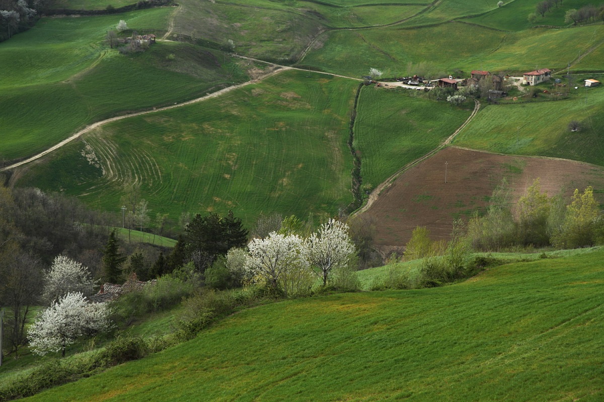primavera