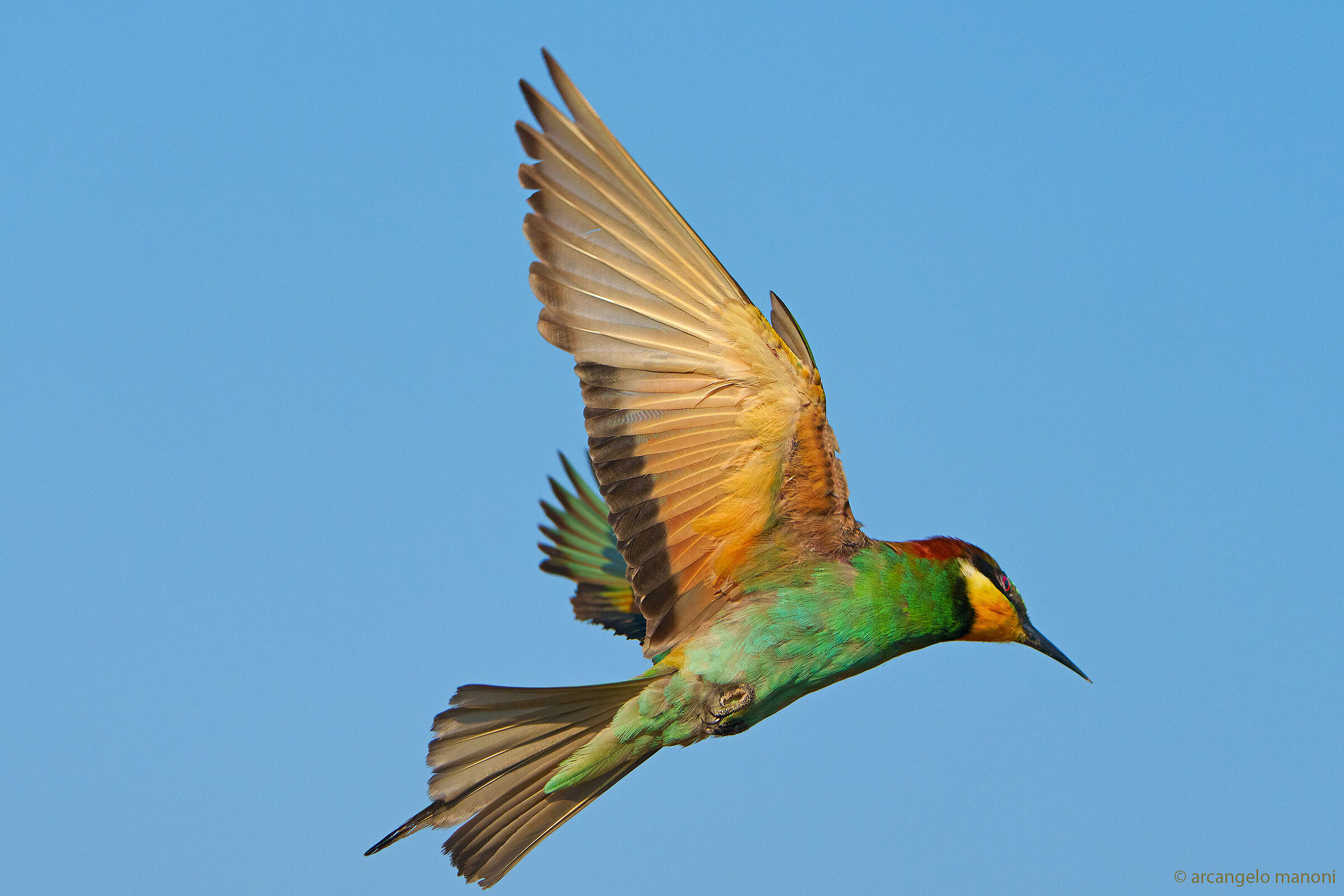 Escape from the photographer