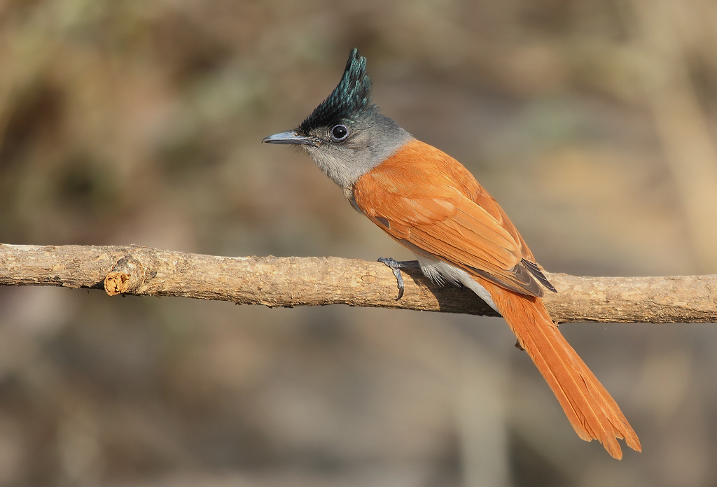 Asian Paradise Flycatcher: Female.