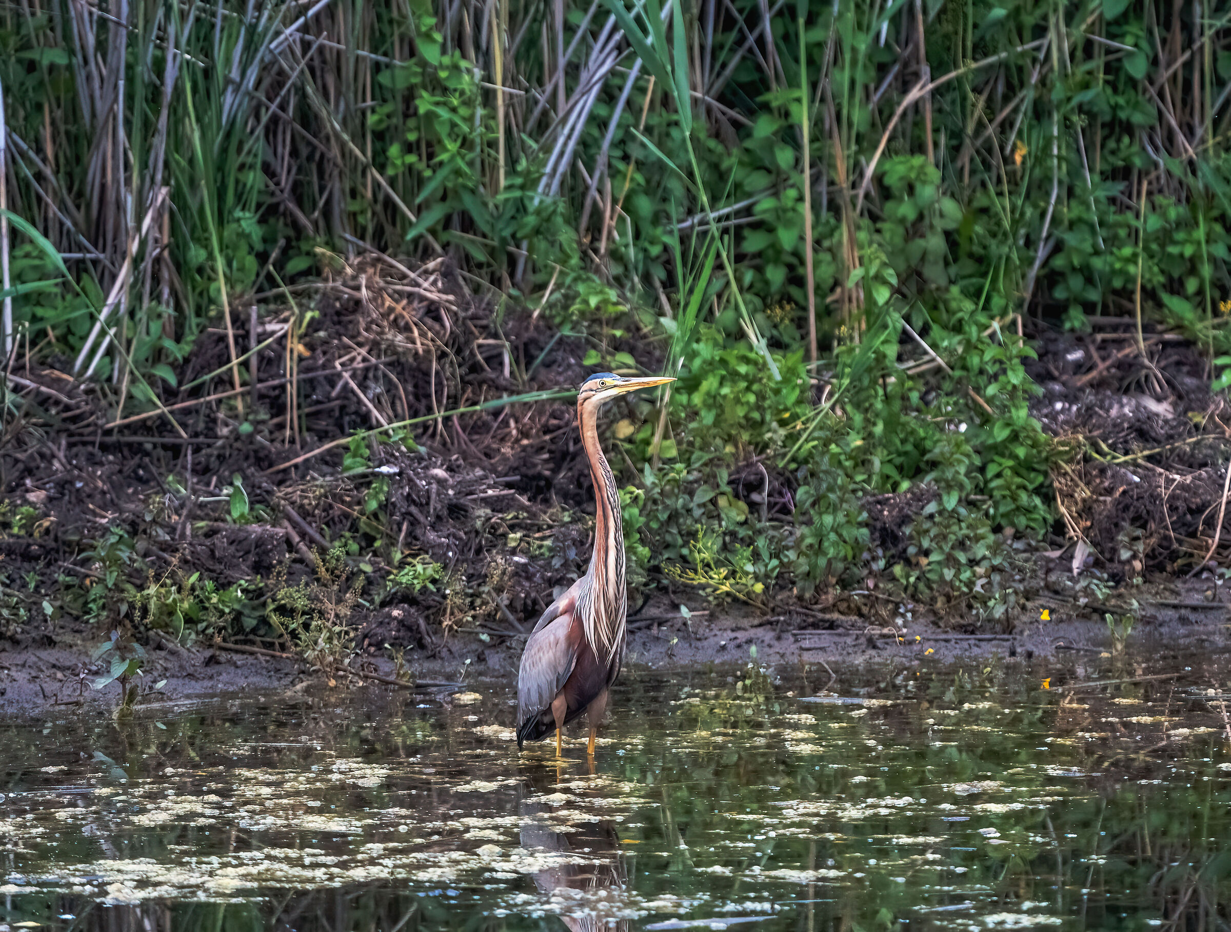 Il rosso alle prime luci