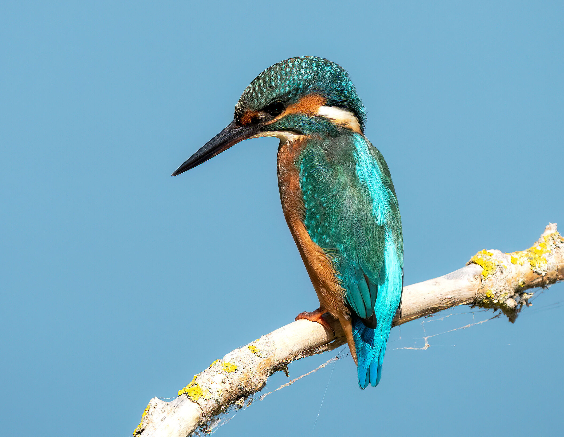 Alcedo atthis (f)