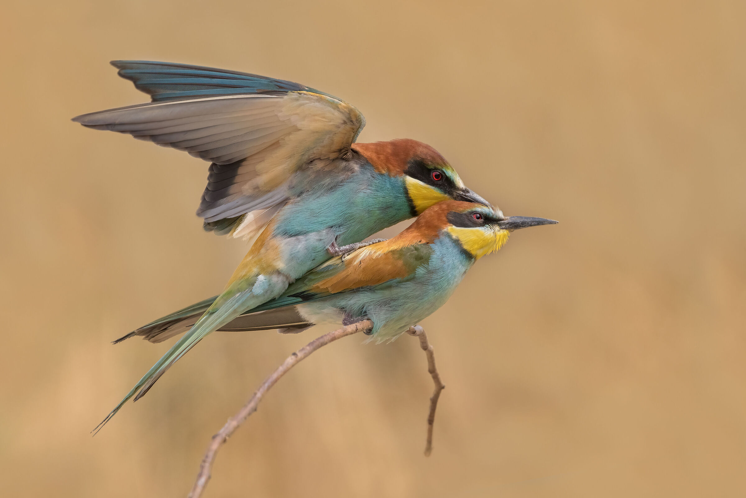 Bee-eaters