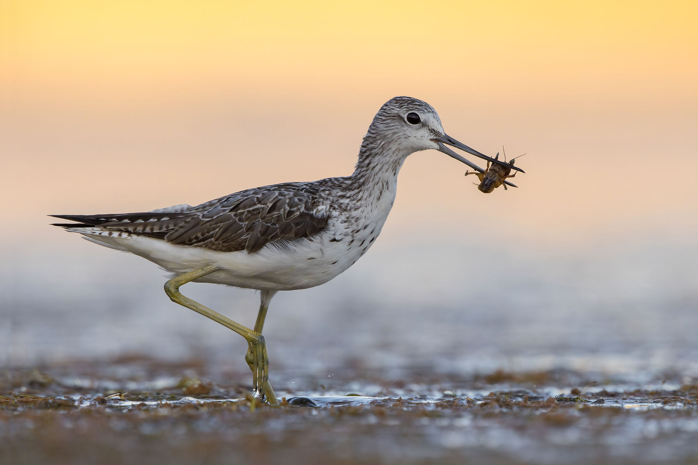 Pantana con grillotalpa