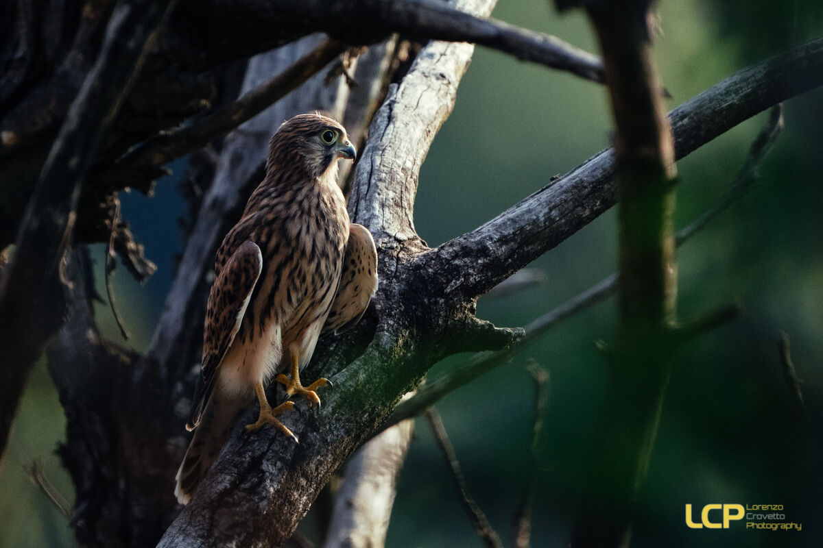 Kestrel