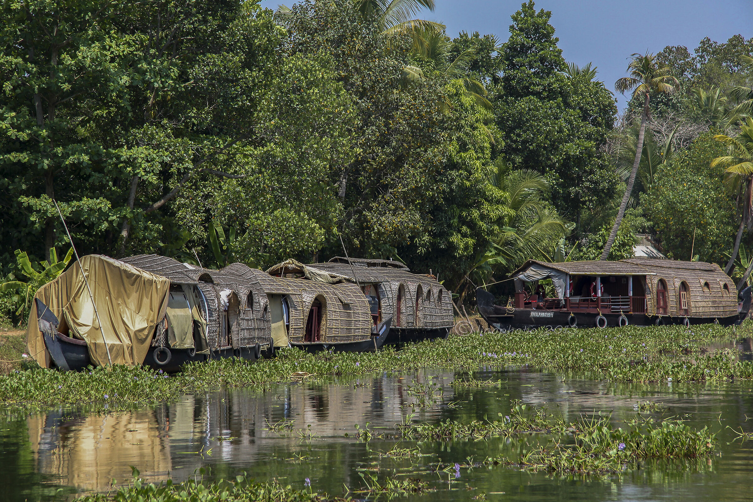 Houseboat-Lungo le Backwaters (canali interni)-Kerala