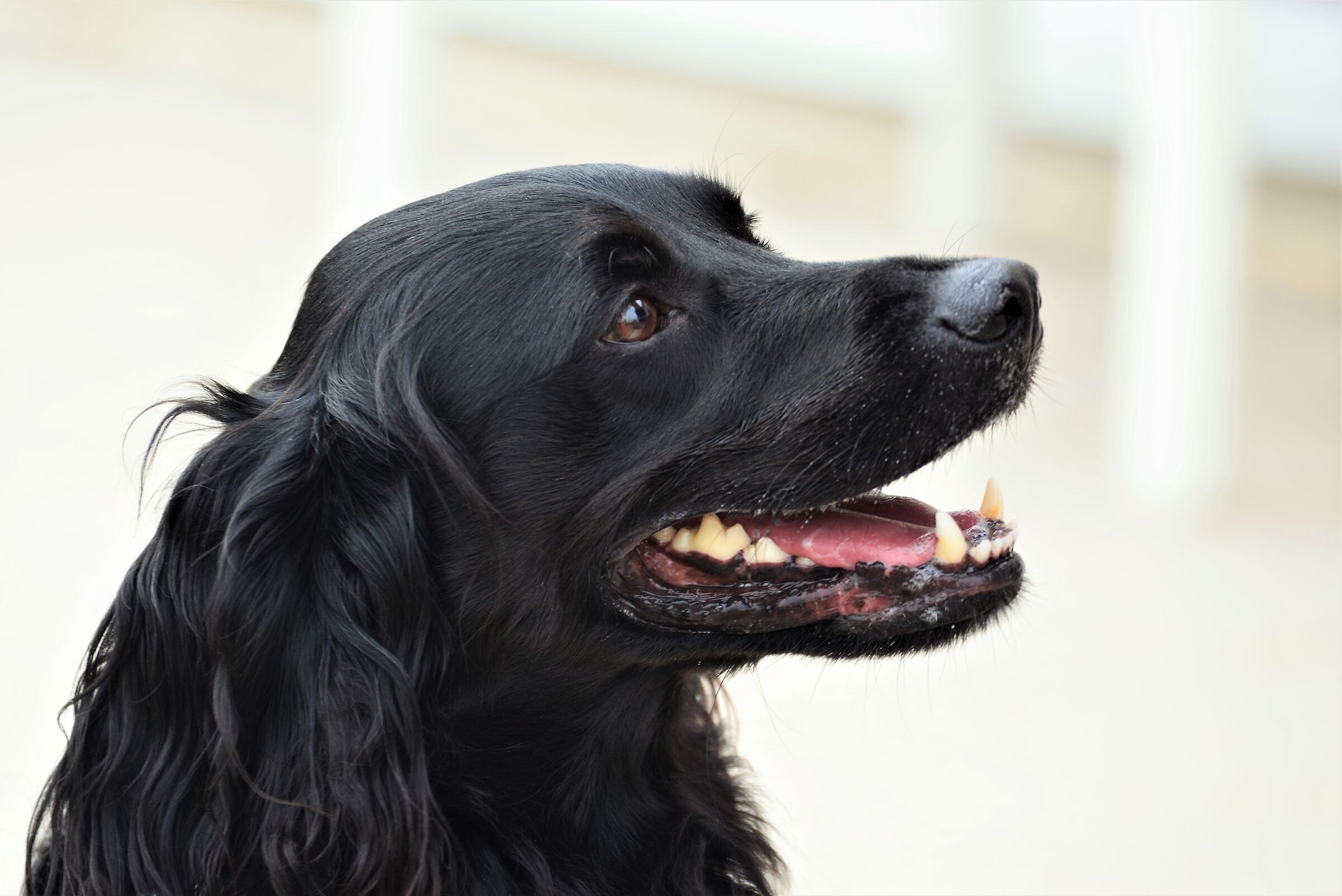 Posso essere il vostro cane ?
