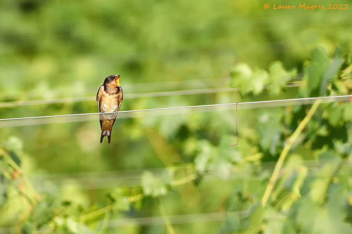 Il soprano nel vigneto