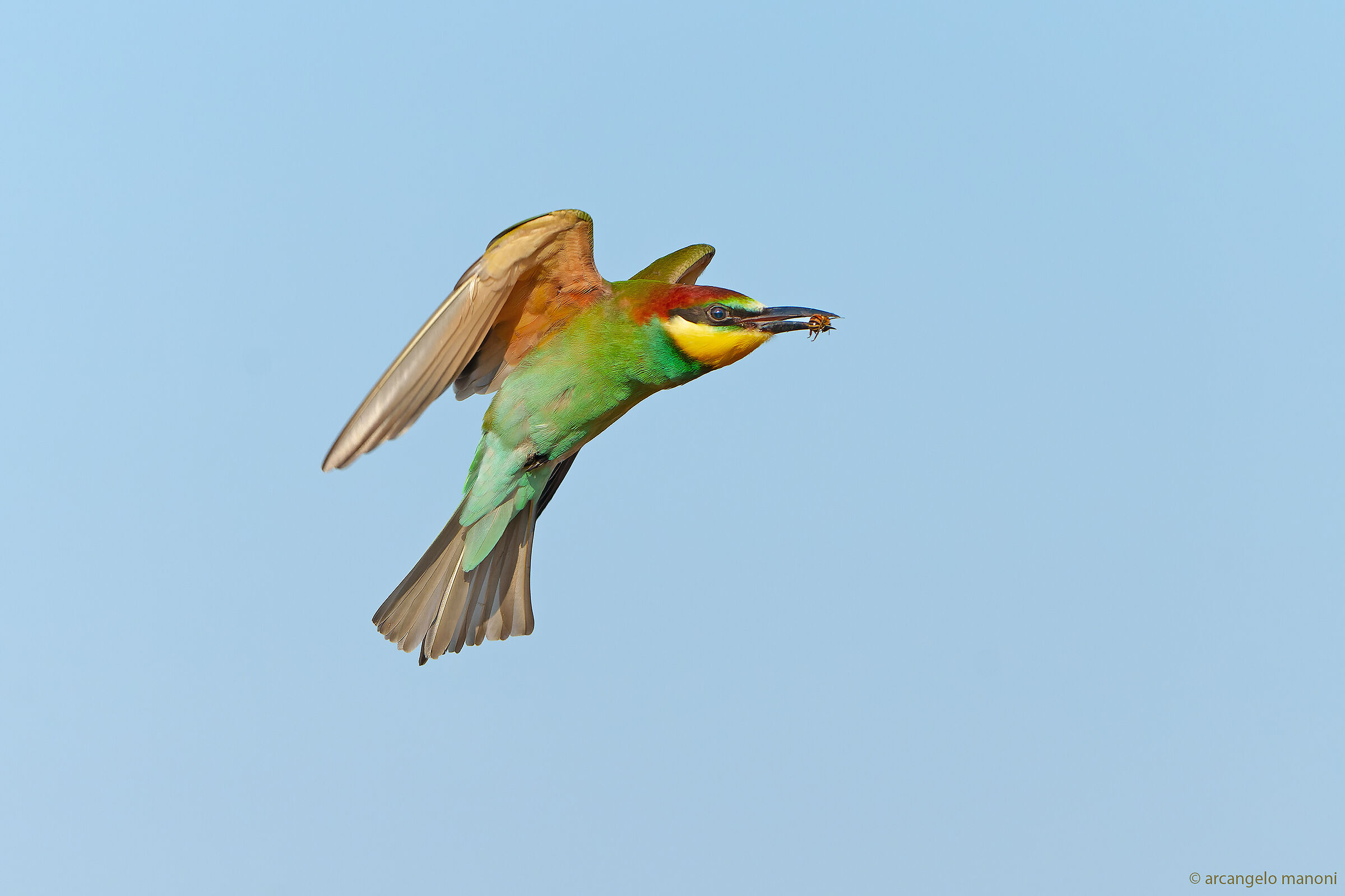 A young bee-eater with prey