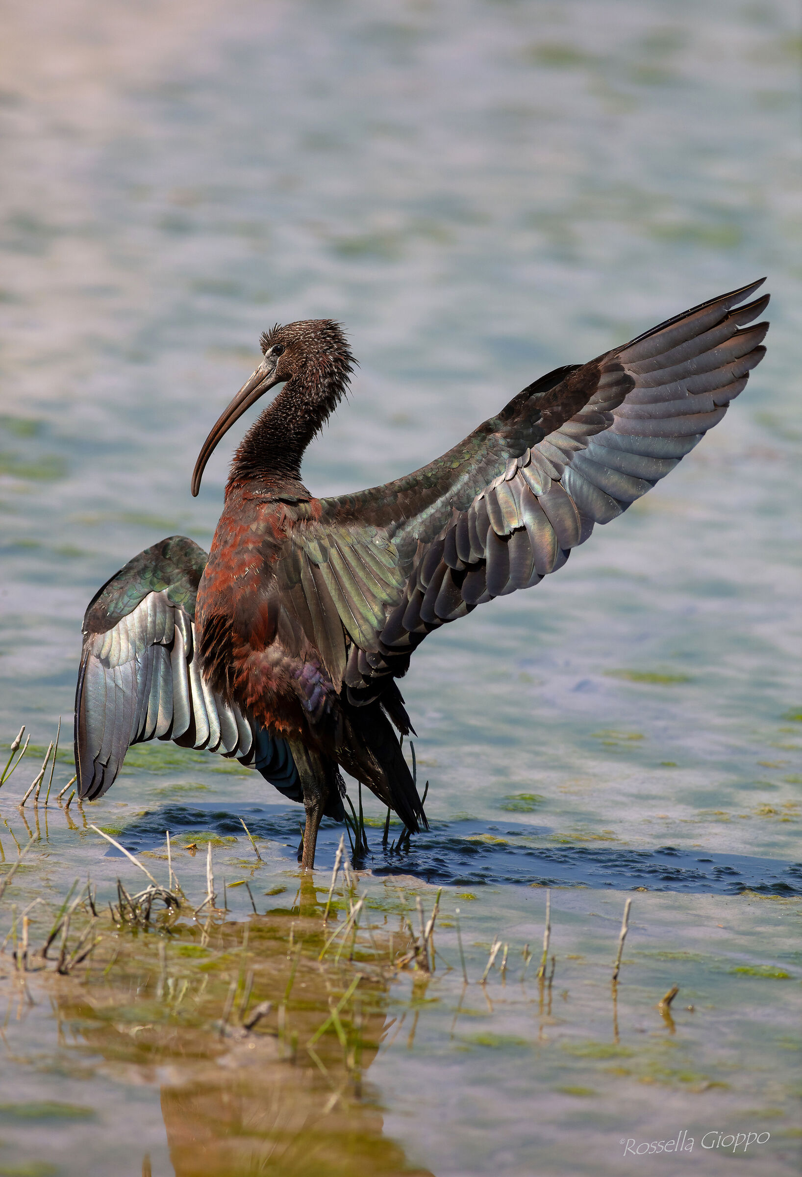 Plegadis falcinellus (Mignattaio)