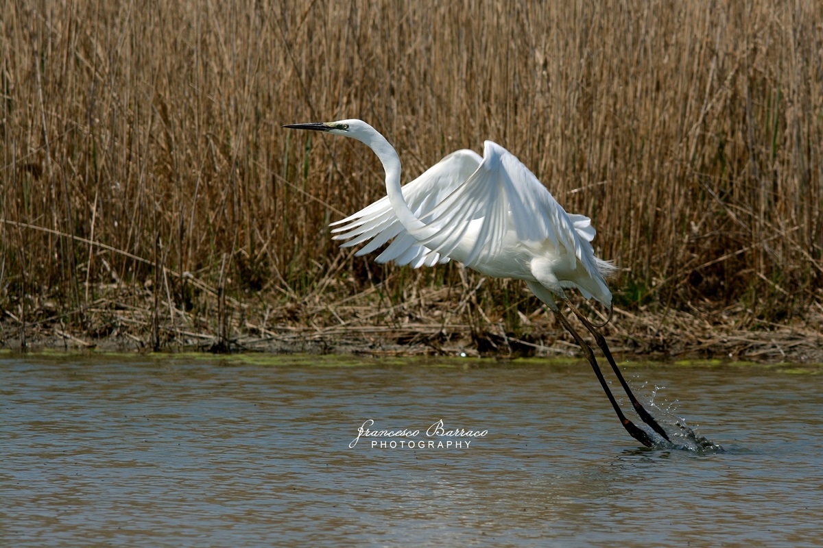 White Heron