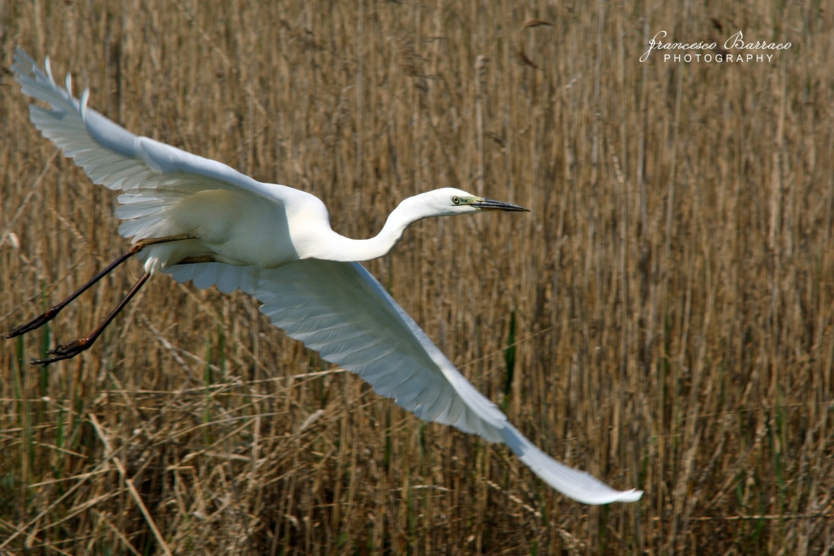 White Heron