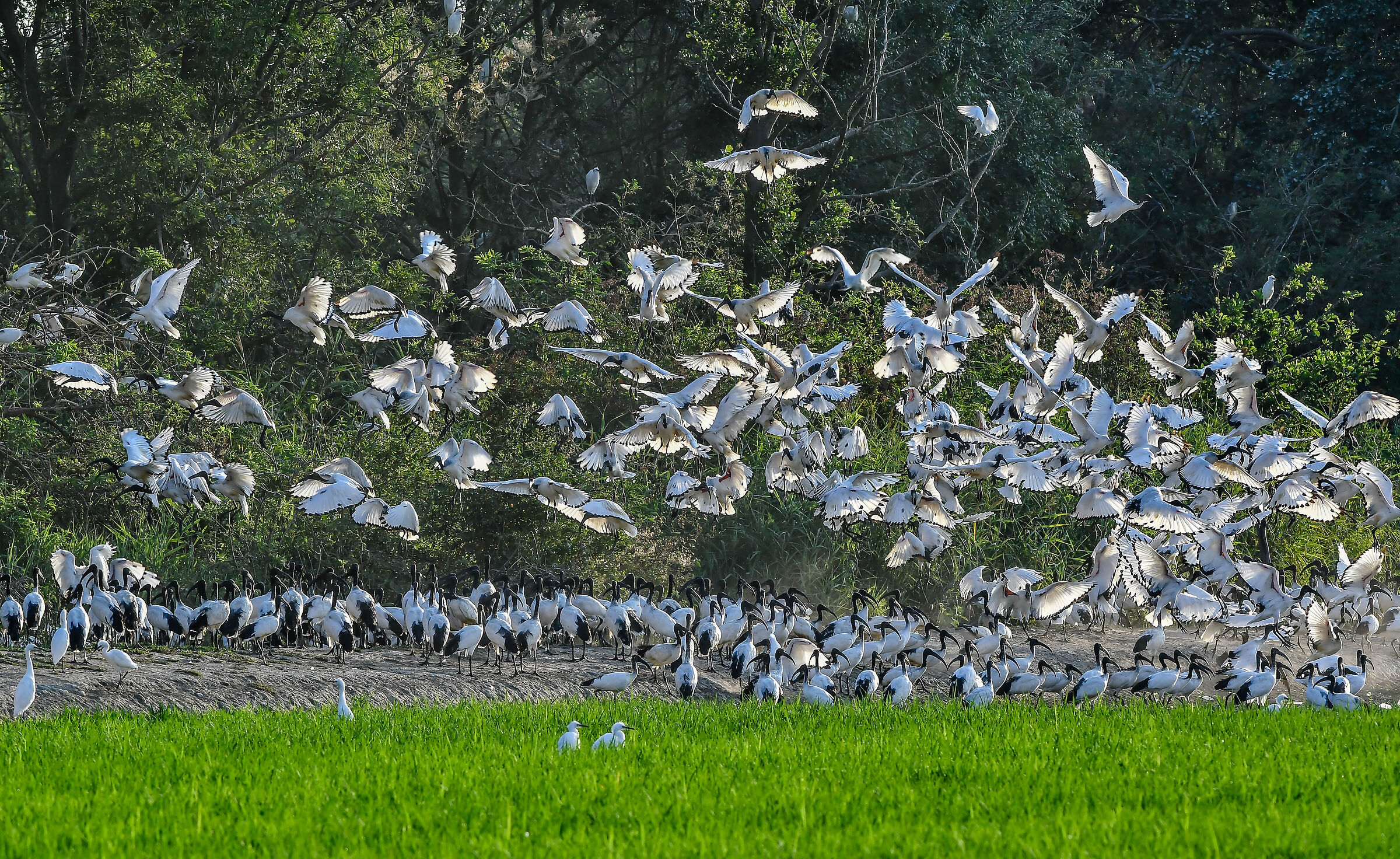 Ibis Sacri