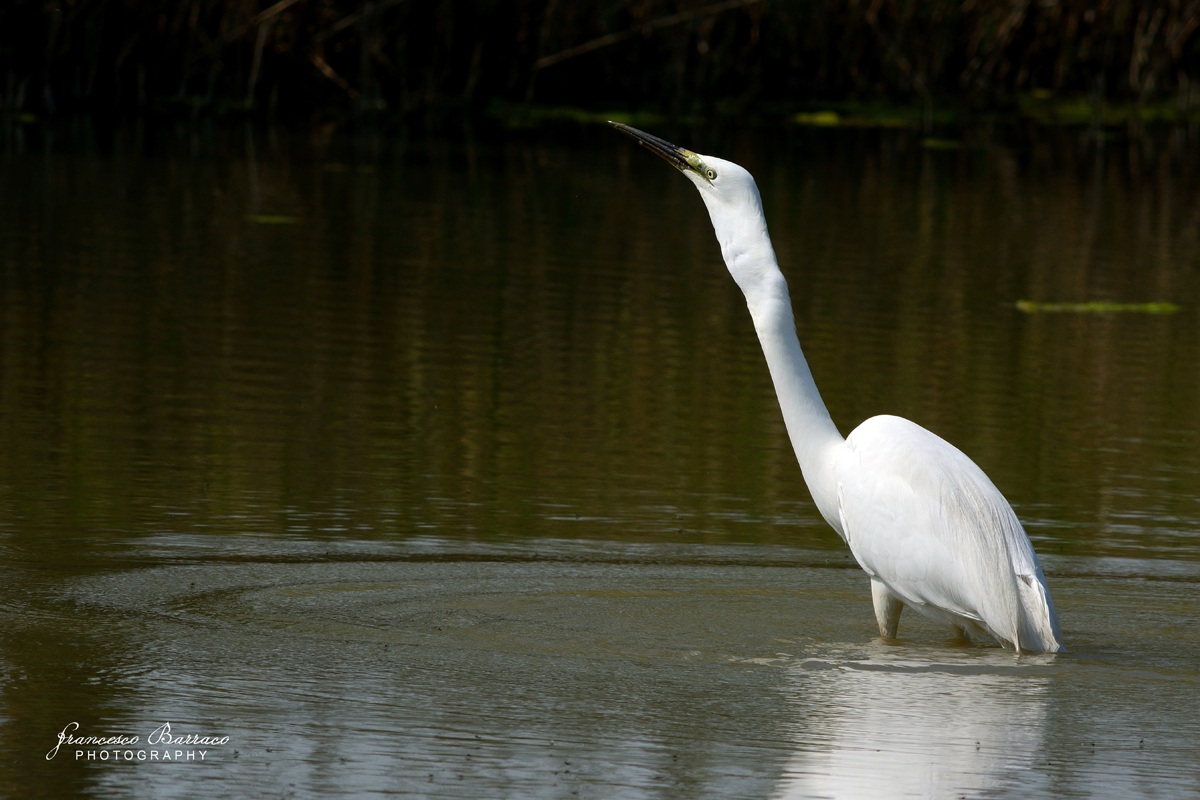 White Heron