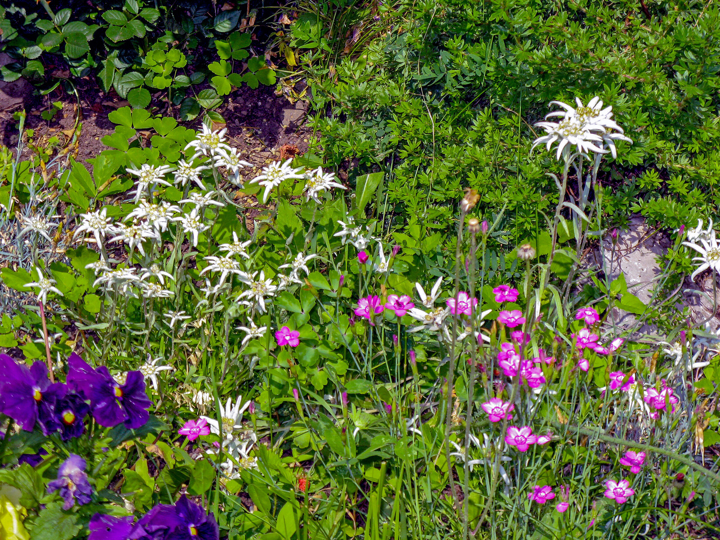 Stelle Alpine e fiori di campo