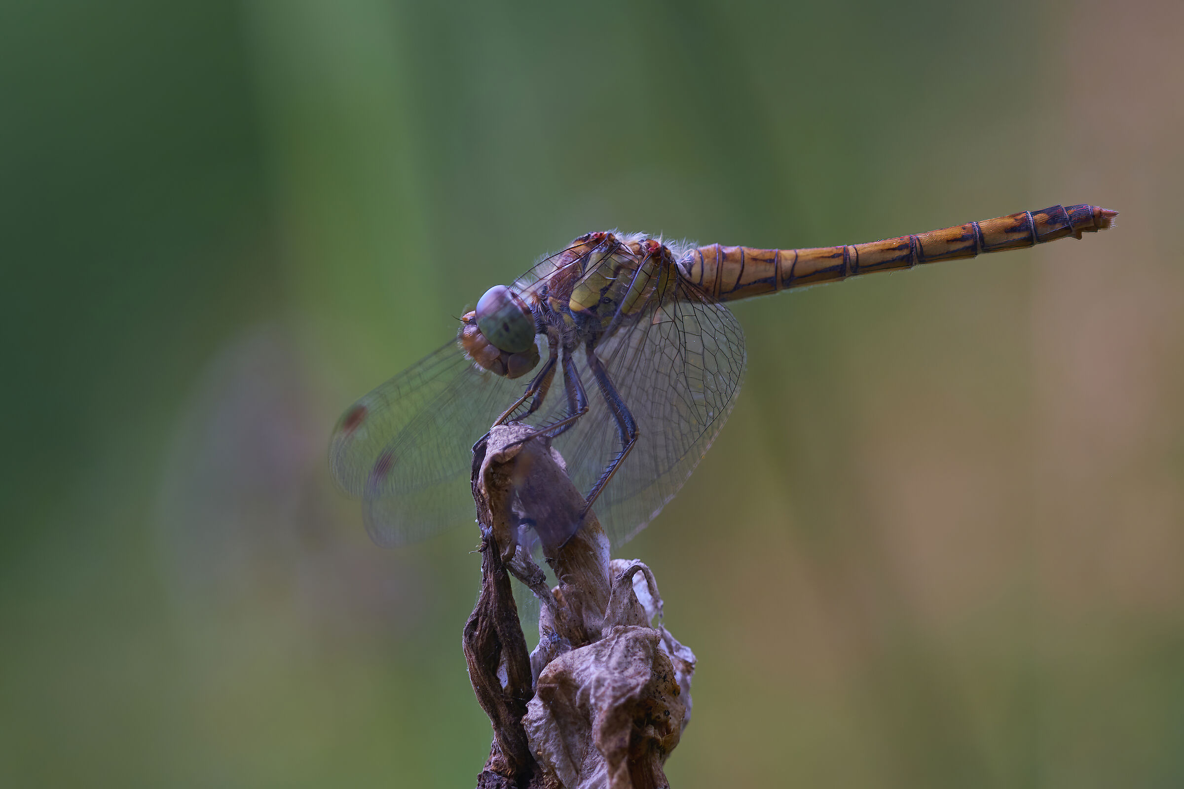 at rest