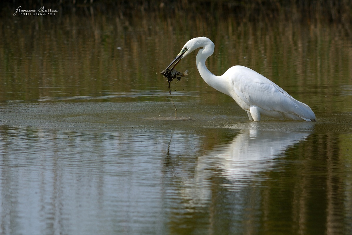 White Heron