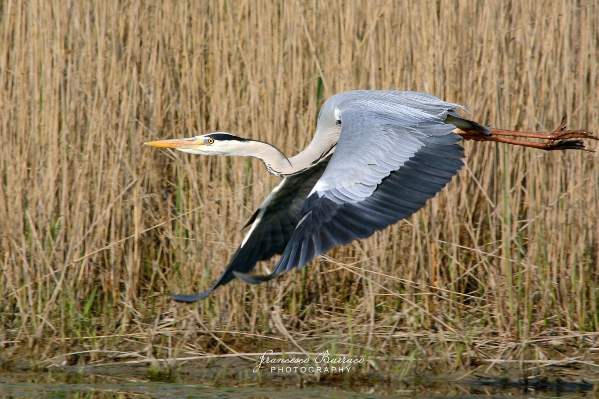 Grey Heron