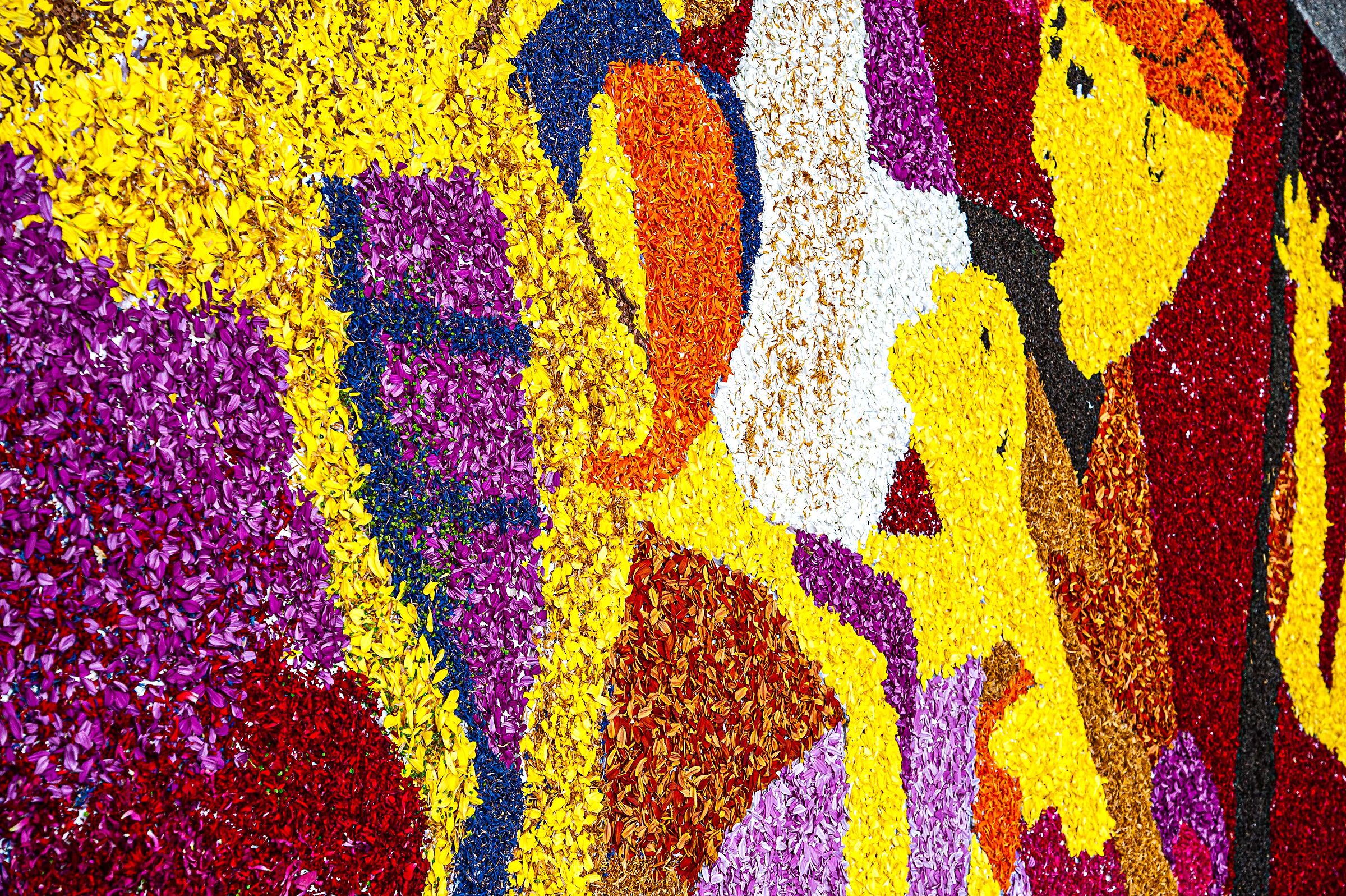 infiorata 27