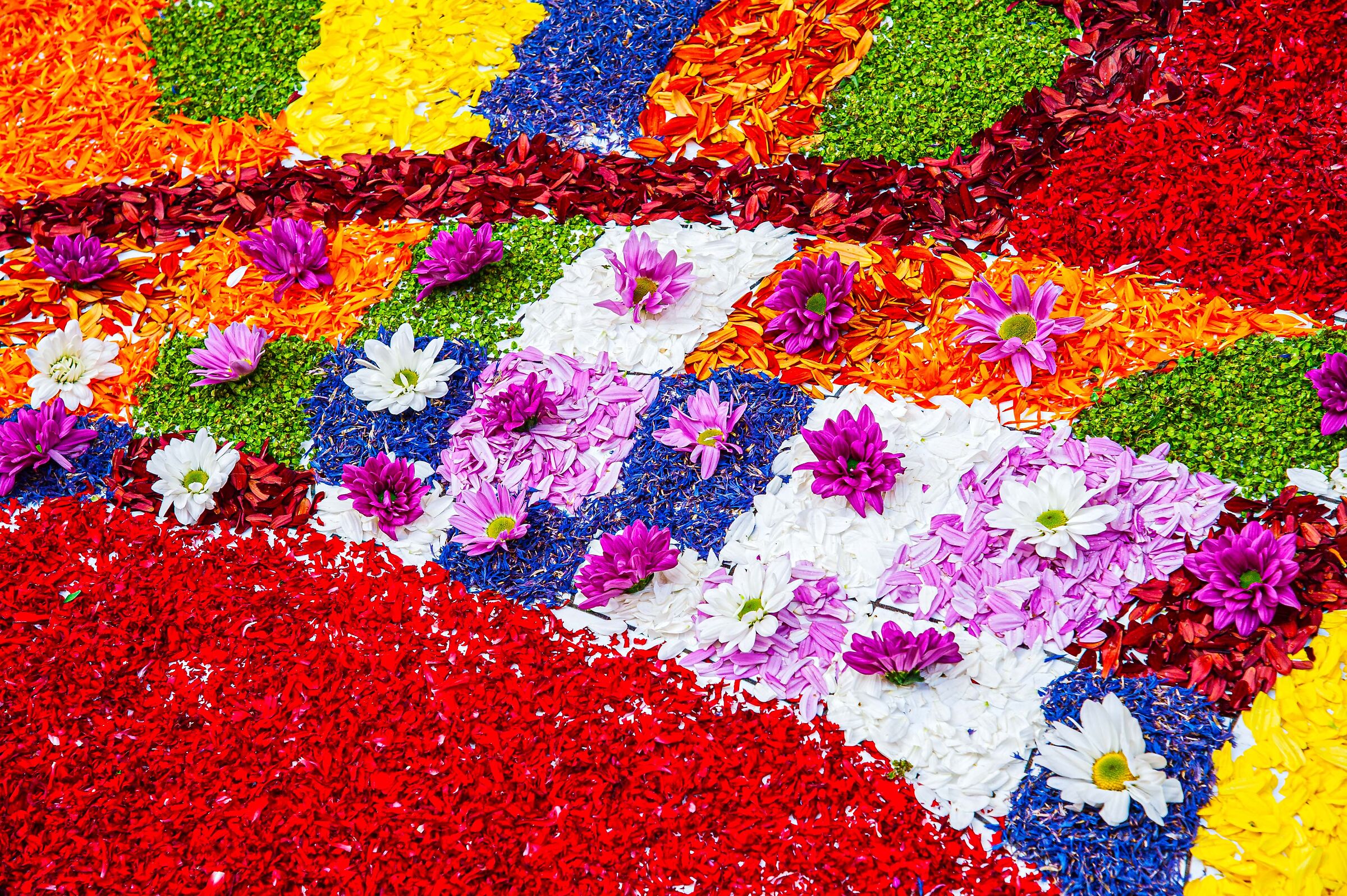 infiorata 28
