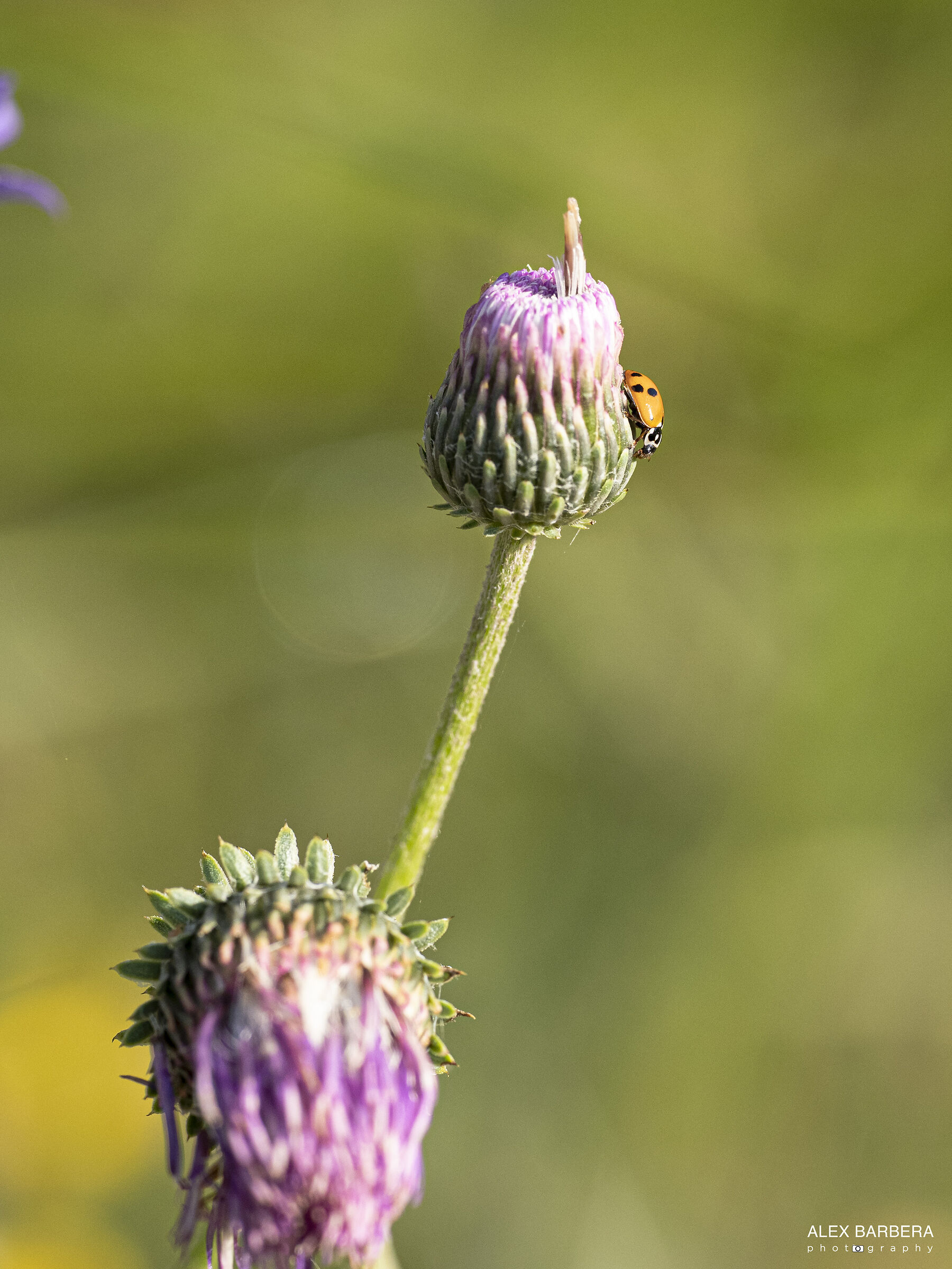 Ladybird