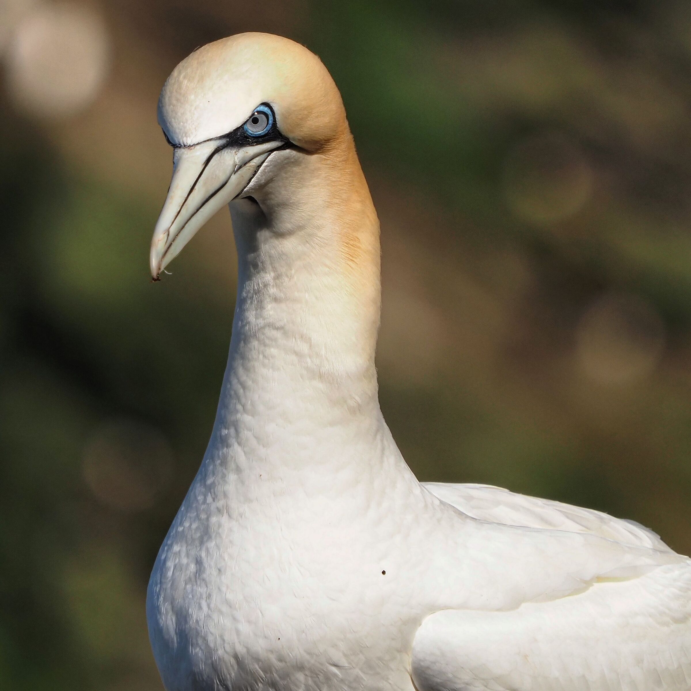 Northern Gannet