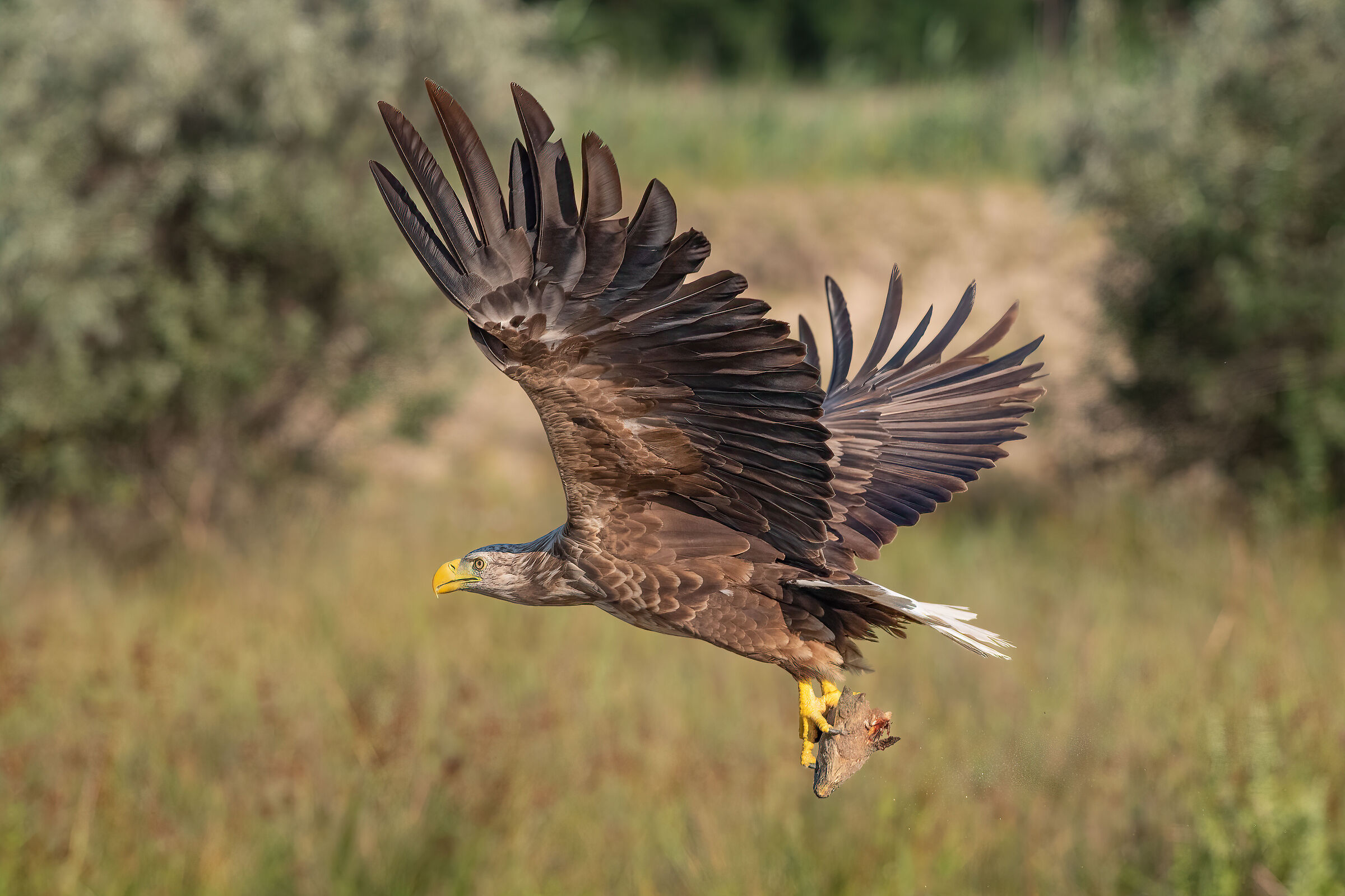 Where eagles dare II