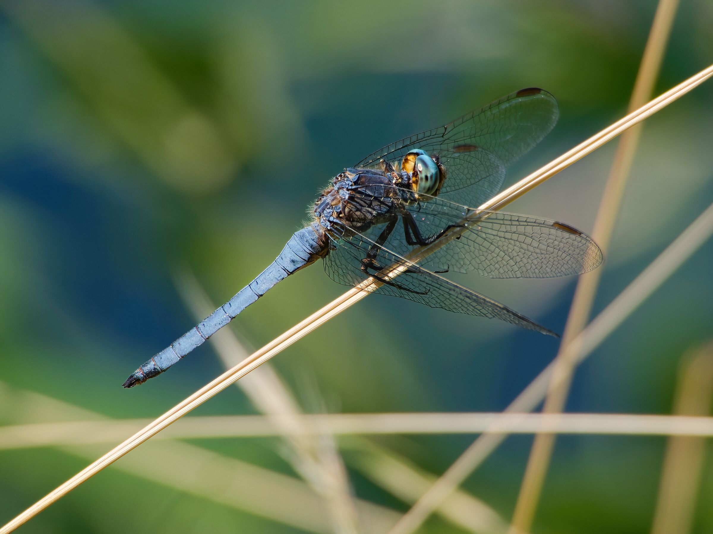Tawny dragonfly