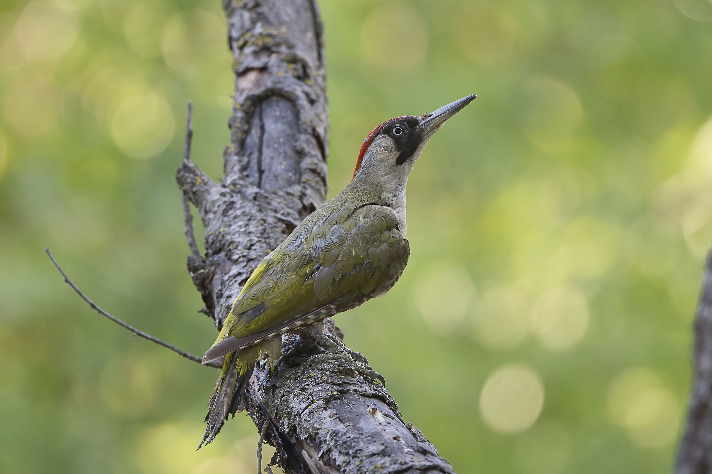 Picchio Verde Adulto F