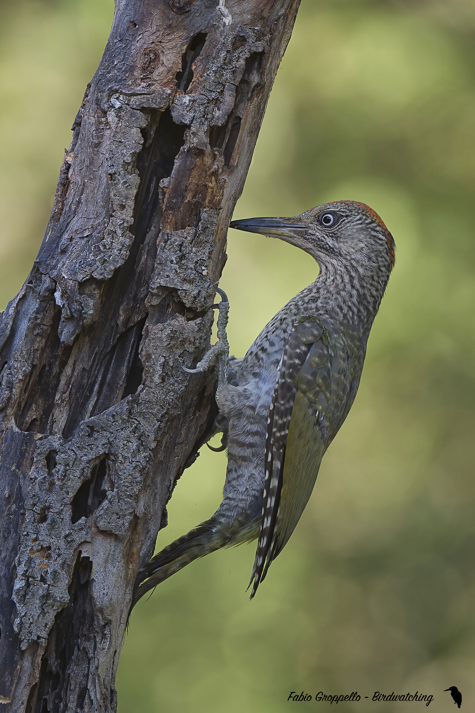 Picchio Verde Giovane F