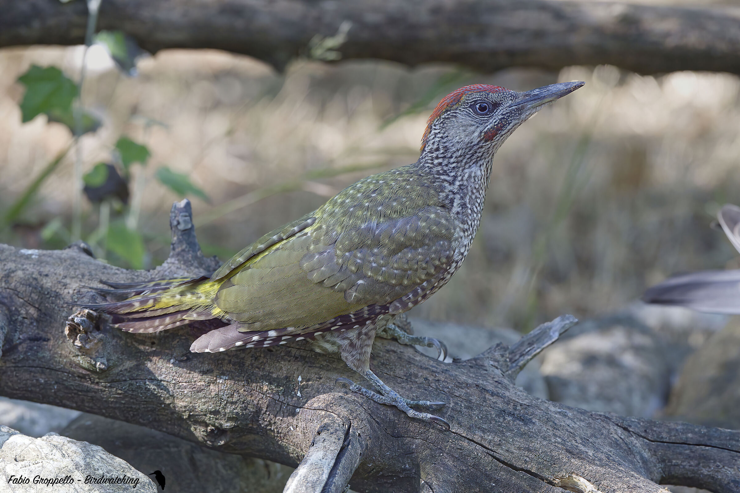 Pixxhio Verde Giovane M