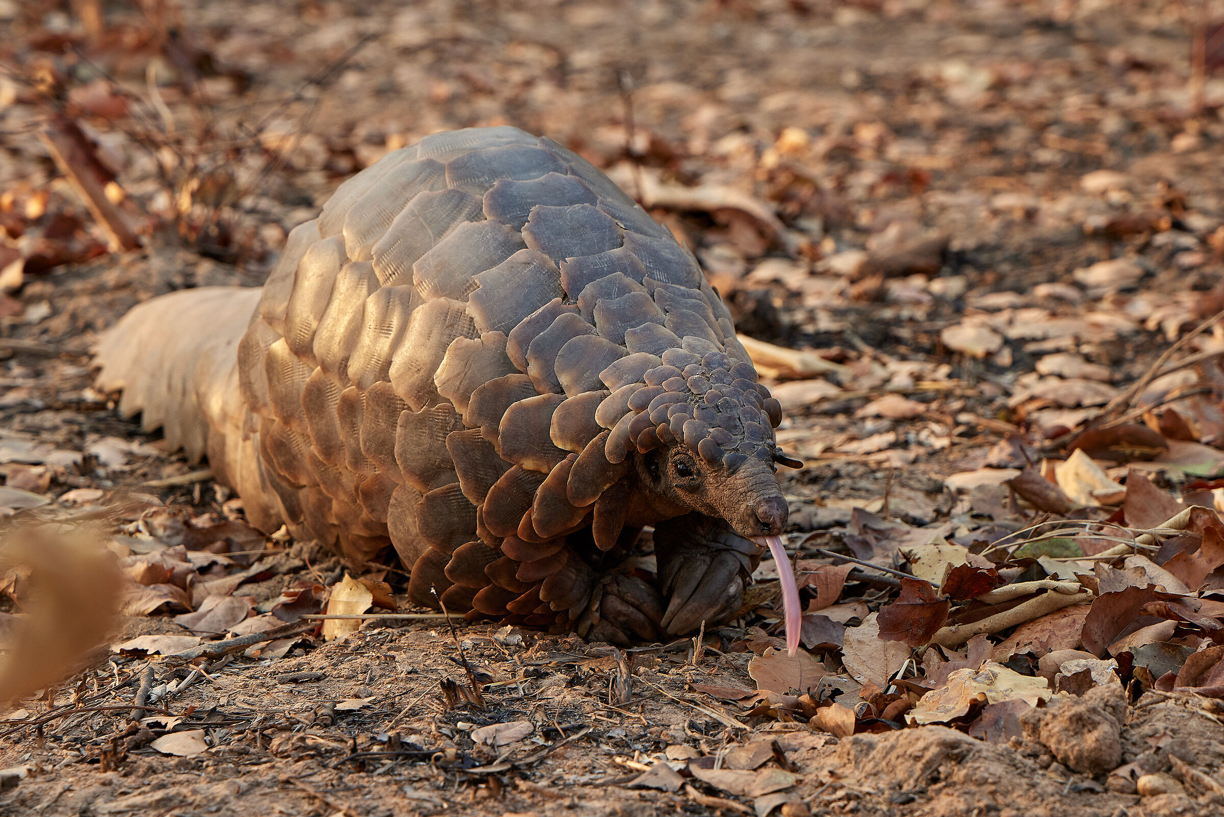 A tutti i bracconieri del mondo