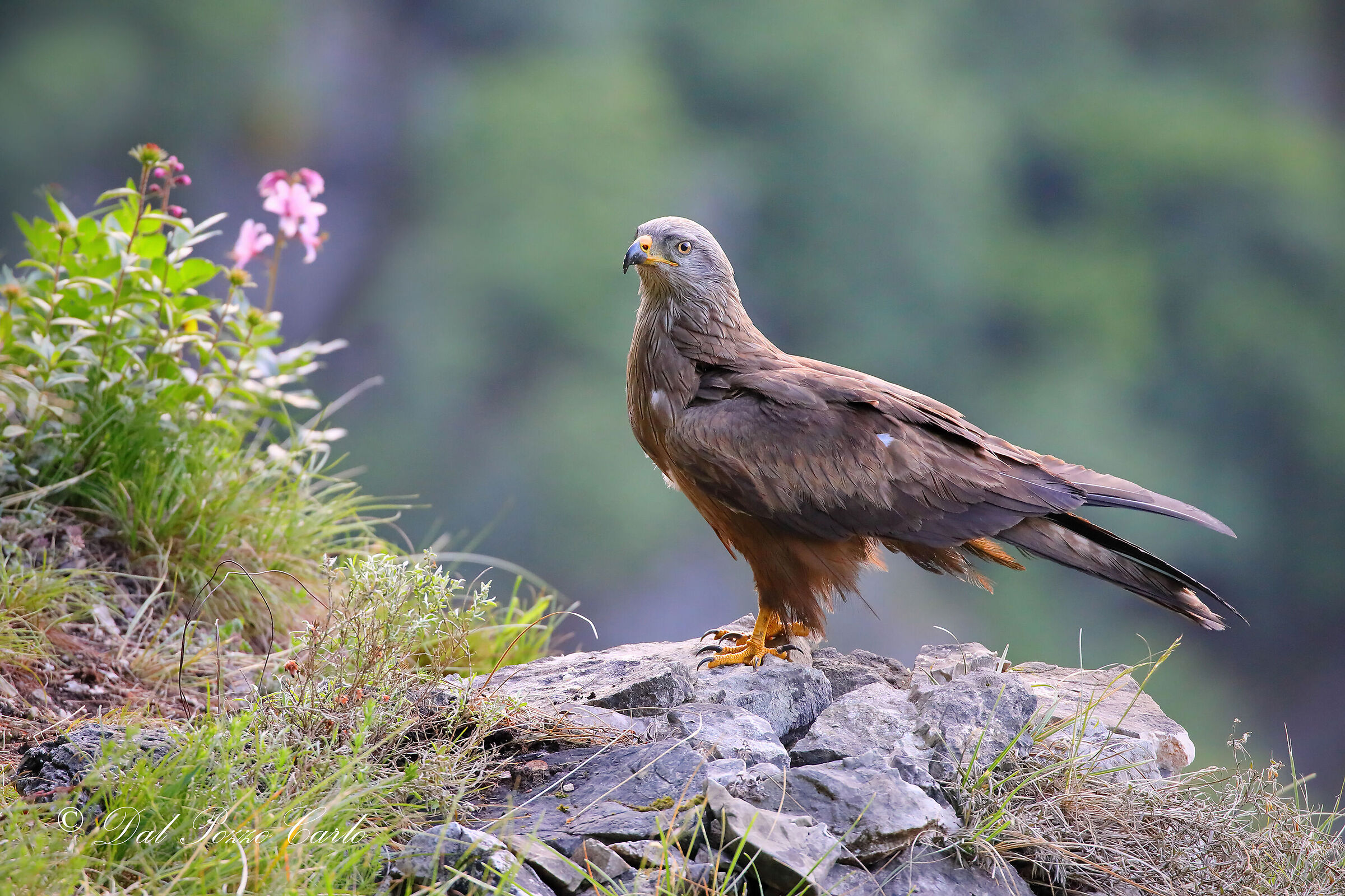 Black kite